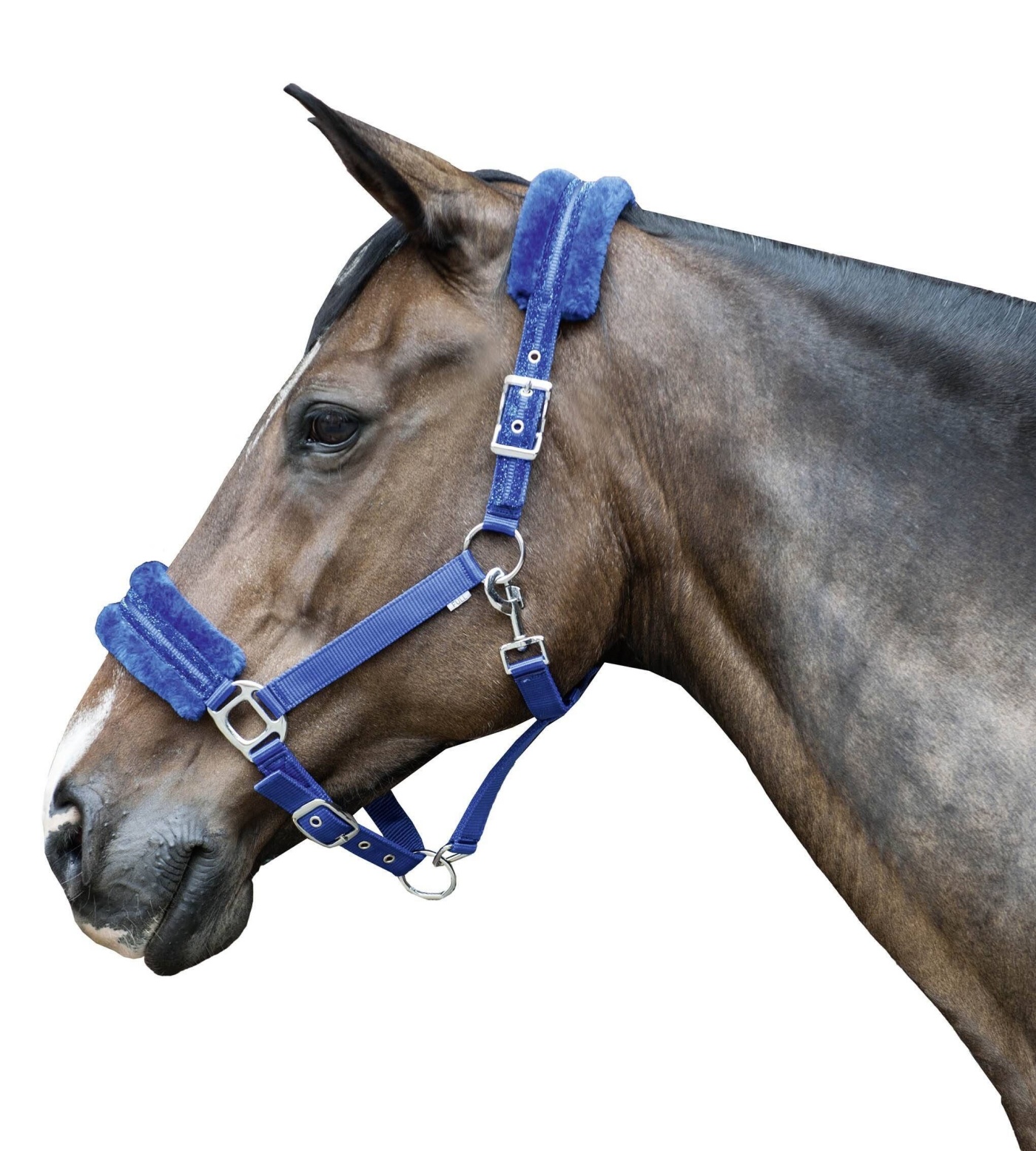 کلهگی ZiHorse — 2