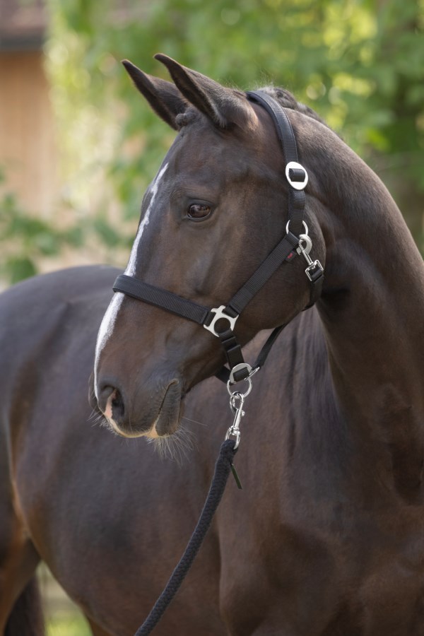 کلهگی ZiHorse — 2