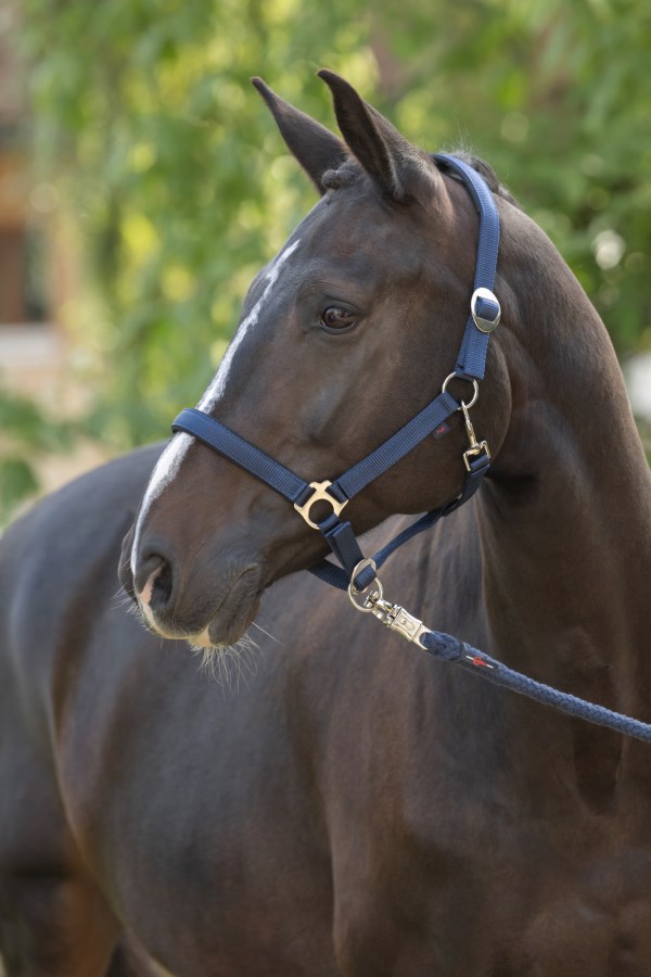 کلهگی ZiHorse