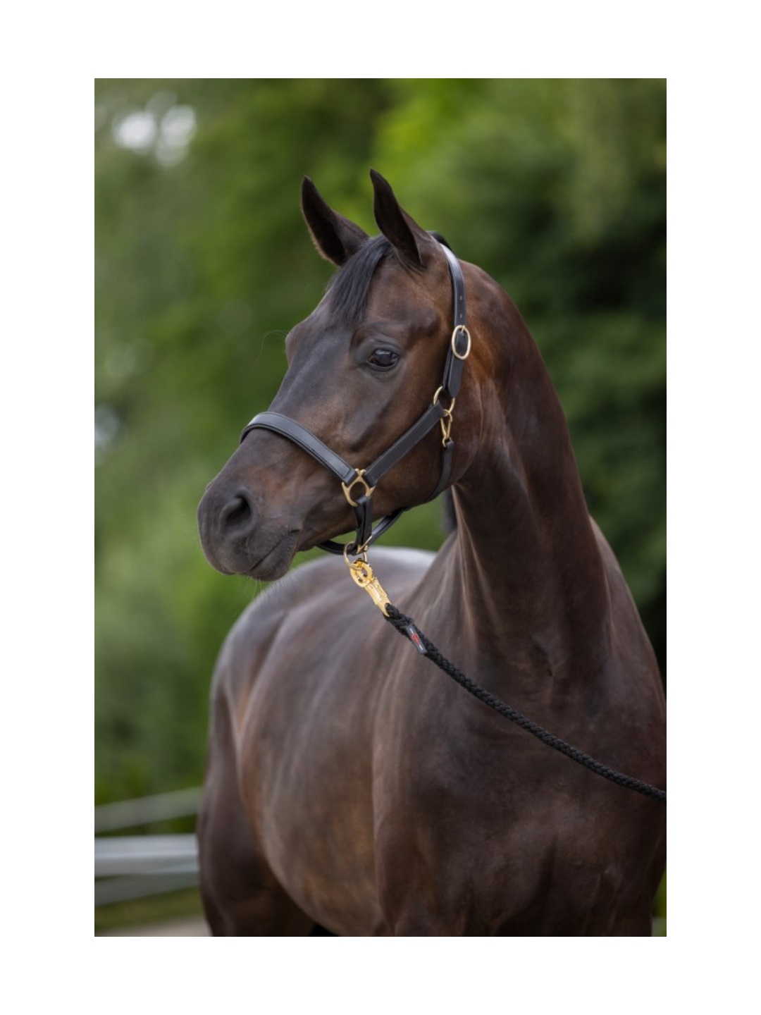 کلهگی ZiHorse