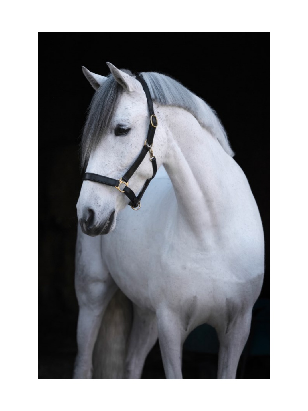 کلهگی ZiHorse — 2