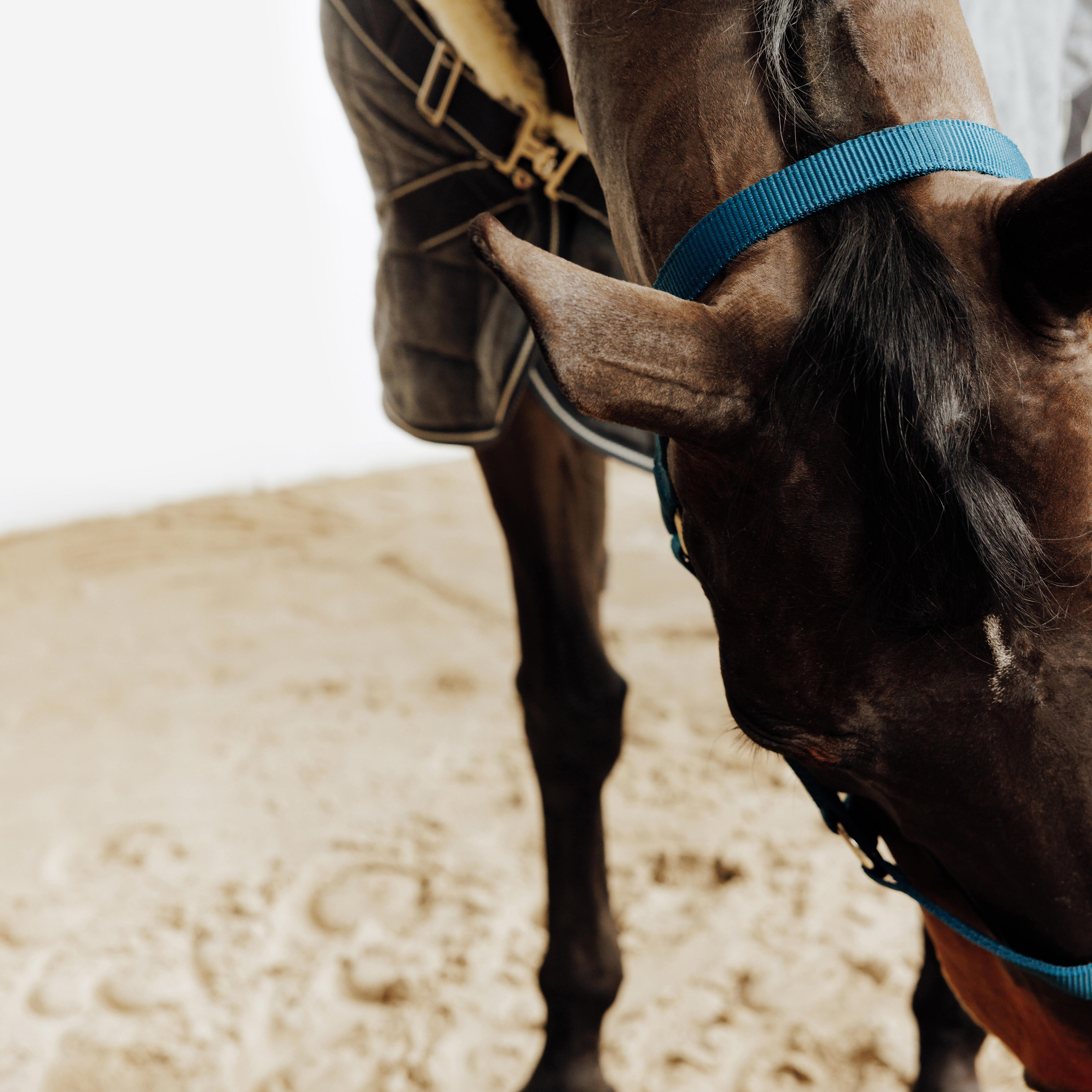 کلهگی اسب FOUGANZA مدل Schooling — 4