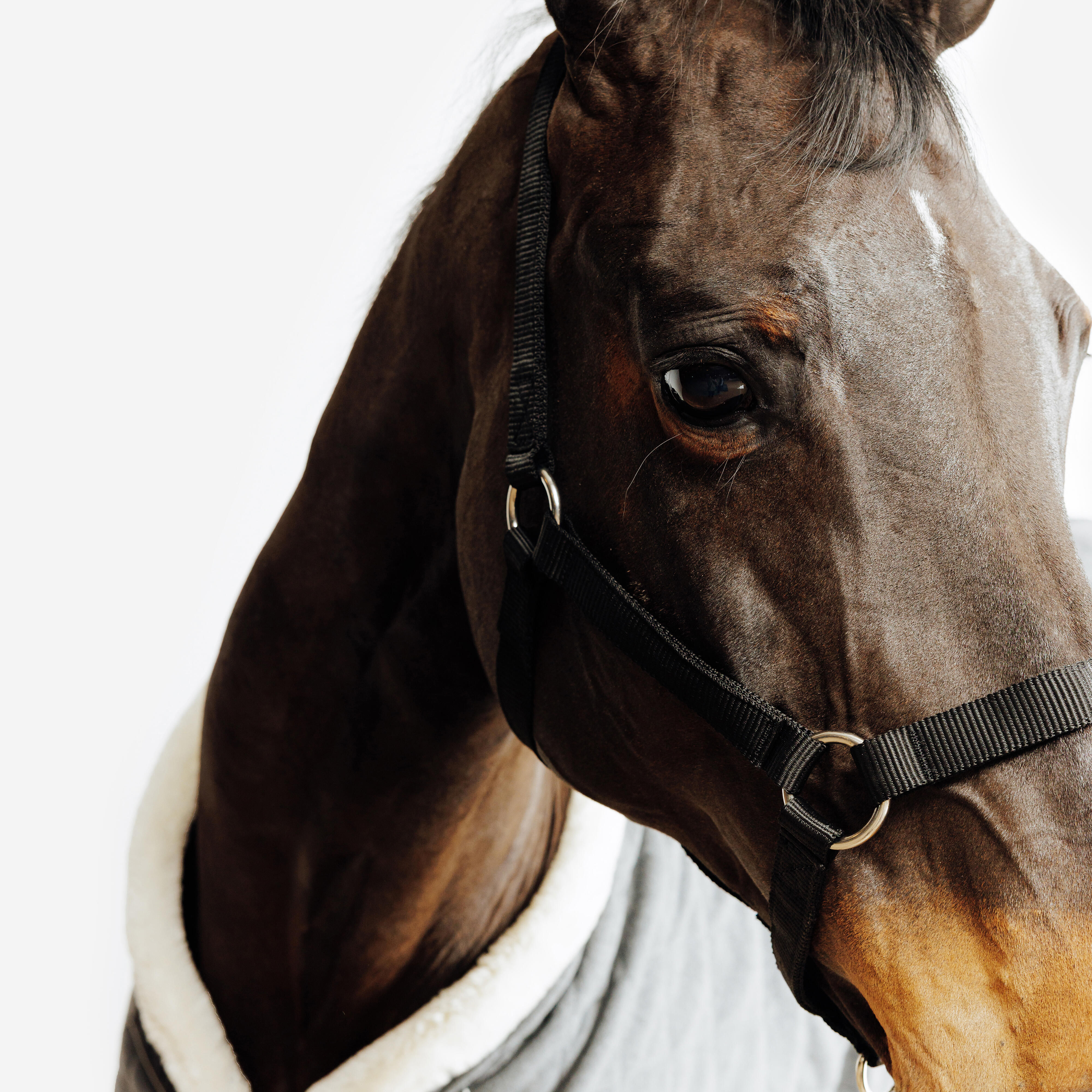 کلهگی اسب FOUGANZA مدل Schooling — 9