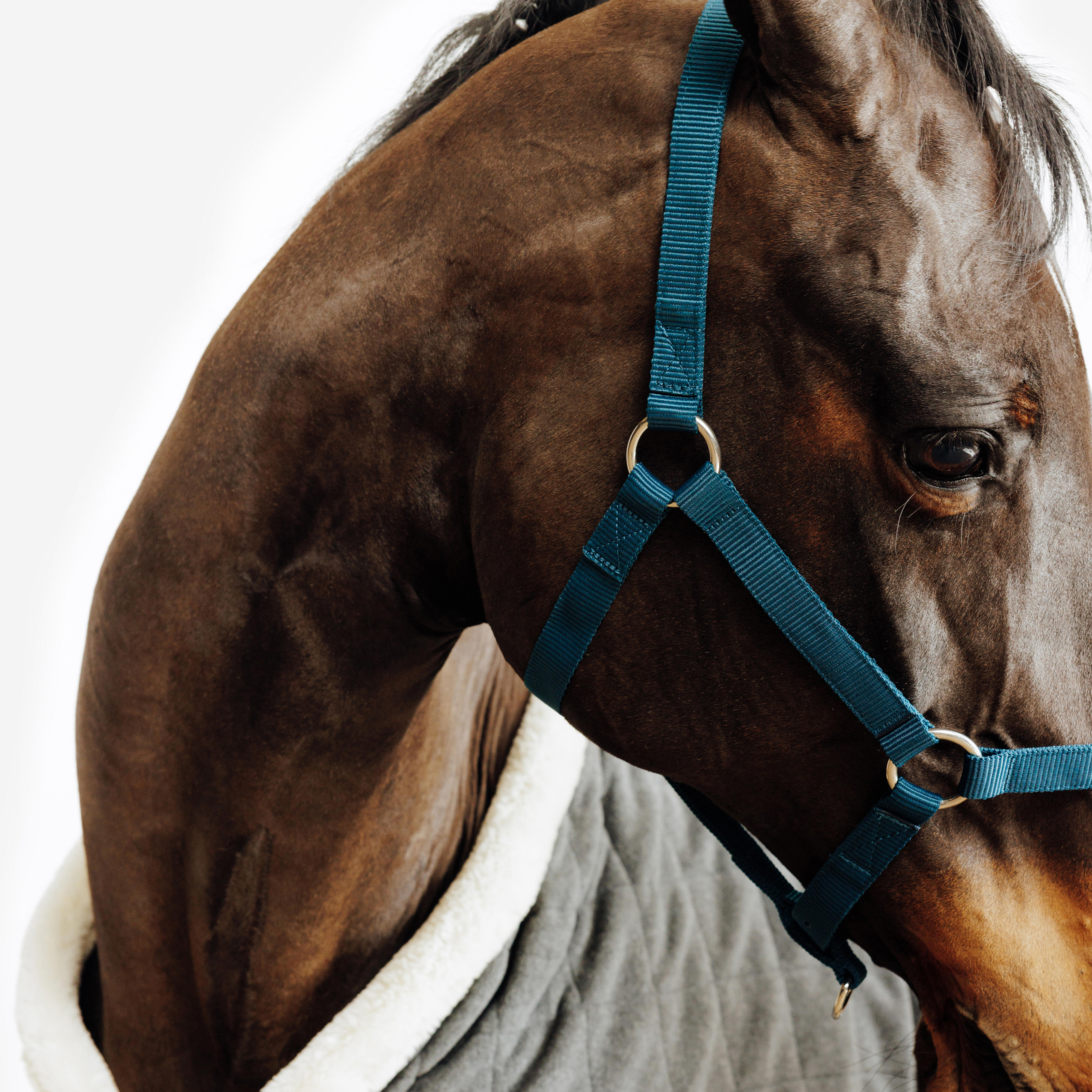 کلهگی اسب FOUGANZA مدل Schooling — 5