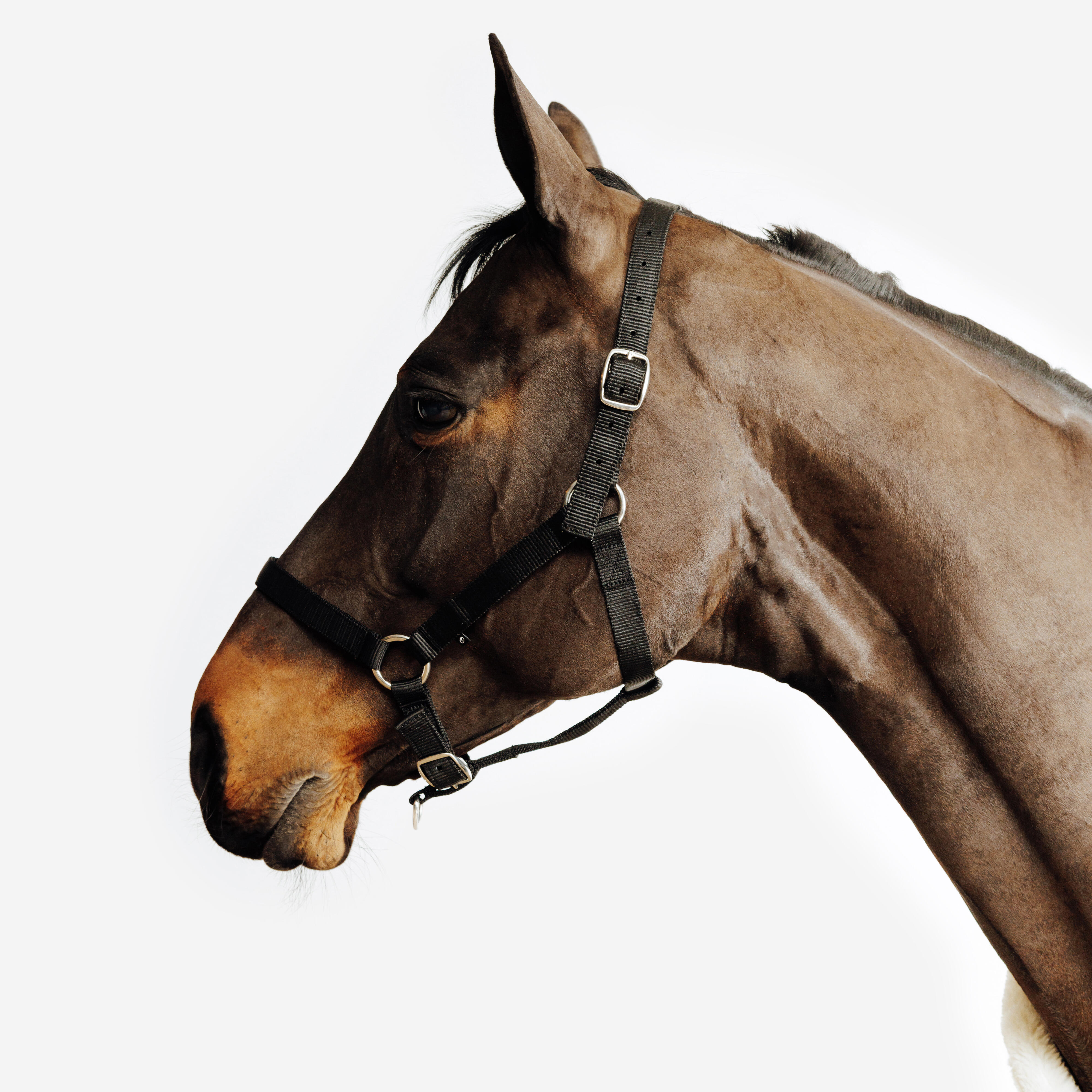 کلهگی اسب FOUGANZA مدل Schooling — 6