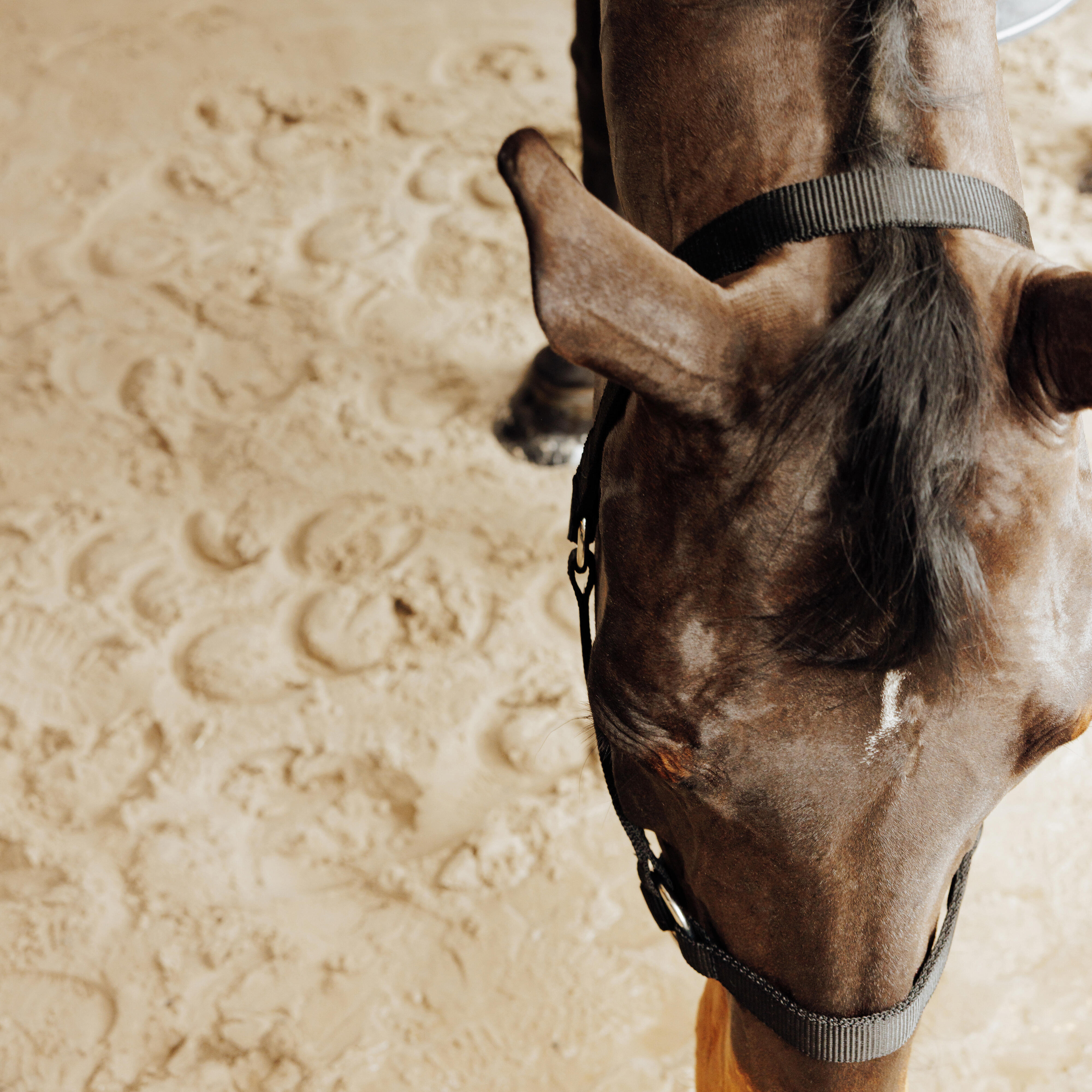 کلهگی اسب FOUGANZA مدل Schooling — 10