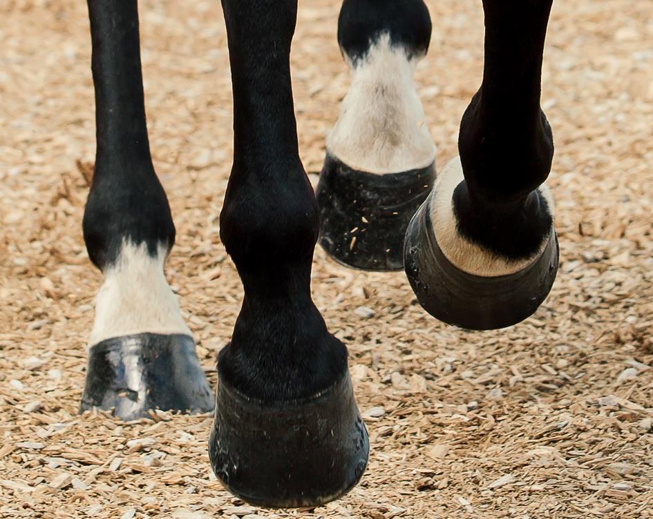 مکمل سم اسب TRM HOOFMAKER — 2