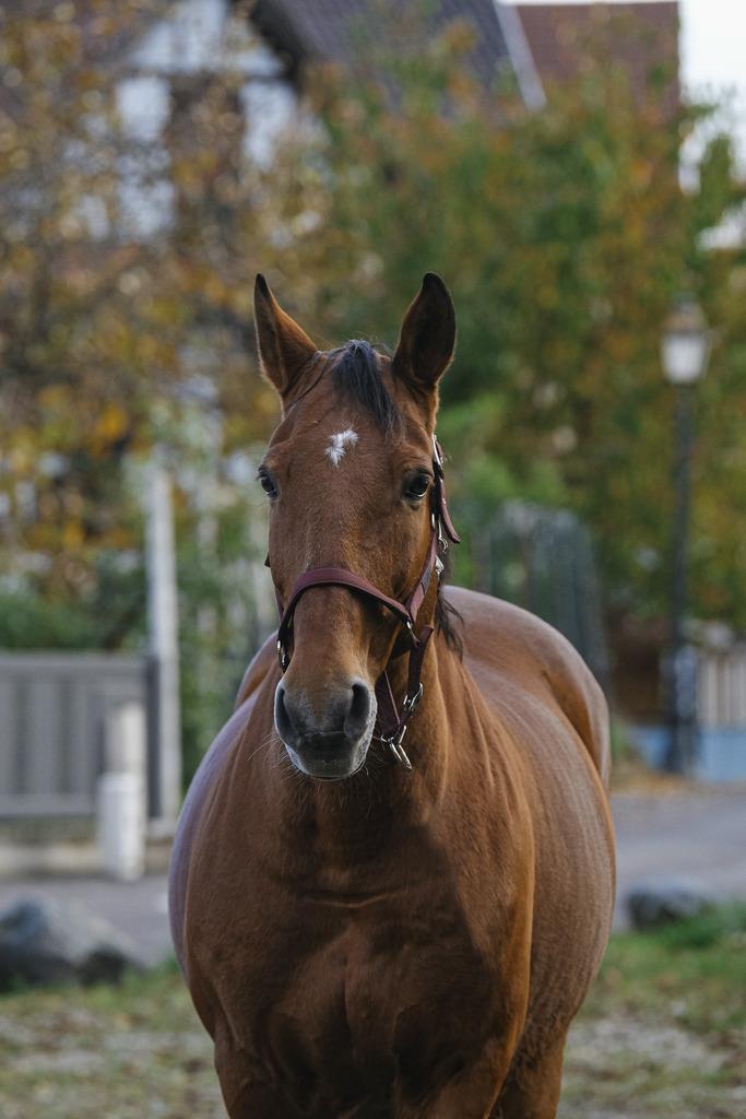 کلهگی اسب Equitheme مدل Spring — 7