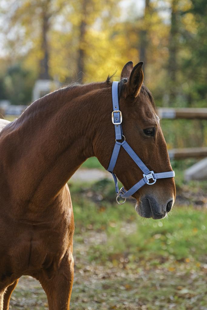 کلهگی اسب Equitheme مدل Spring — 4