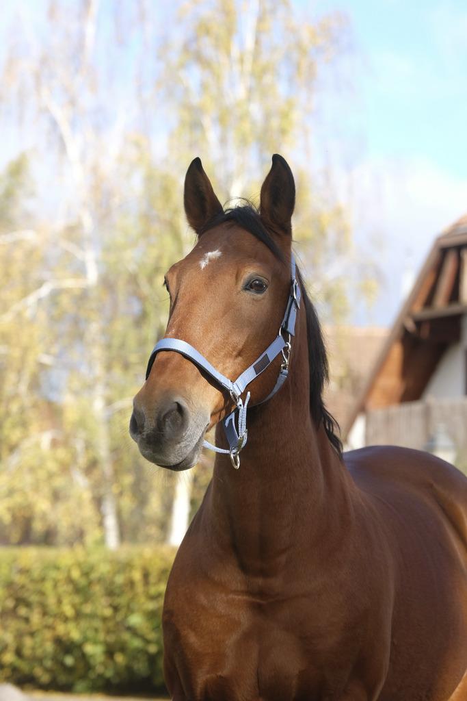 کلهگی اسب Equitheme مدل Spring — 2