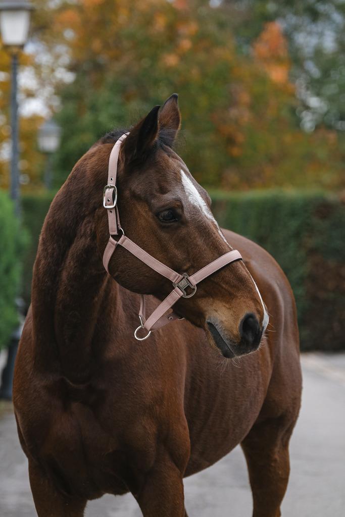 کلهگی اسب Equitheme مدل Spring — 1