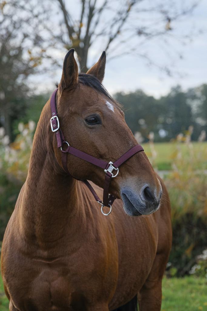 کلهگی اسب Equitheme مدل Spring — 8