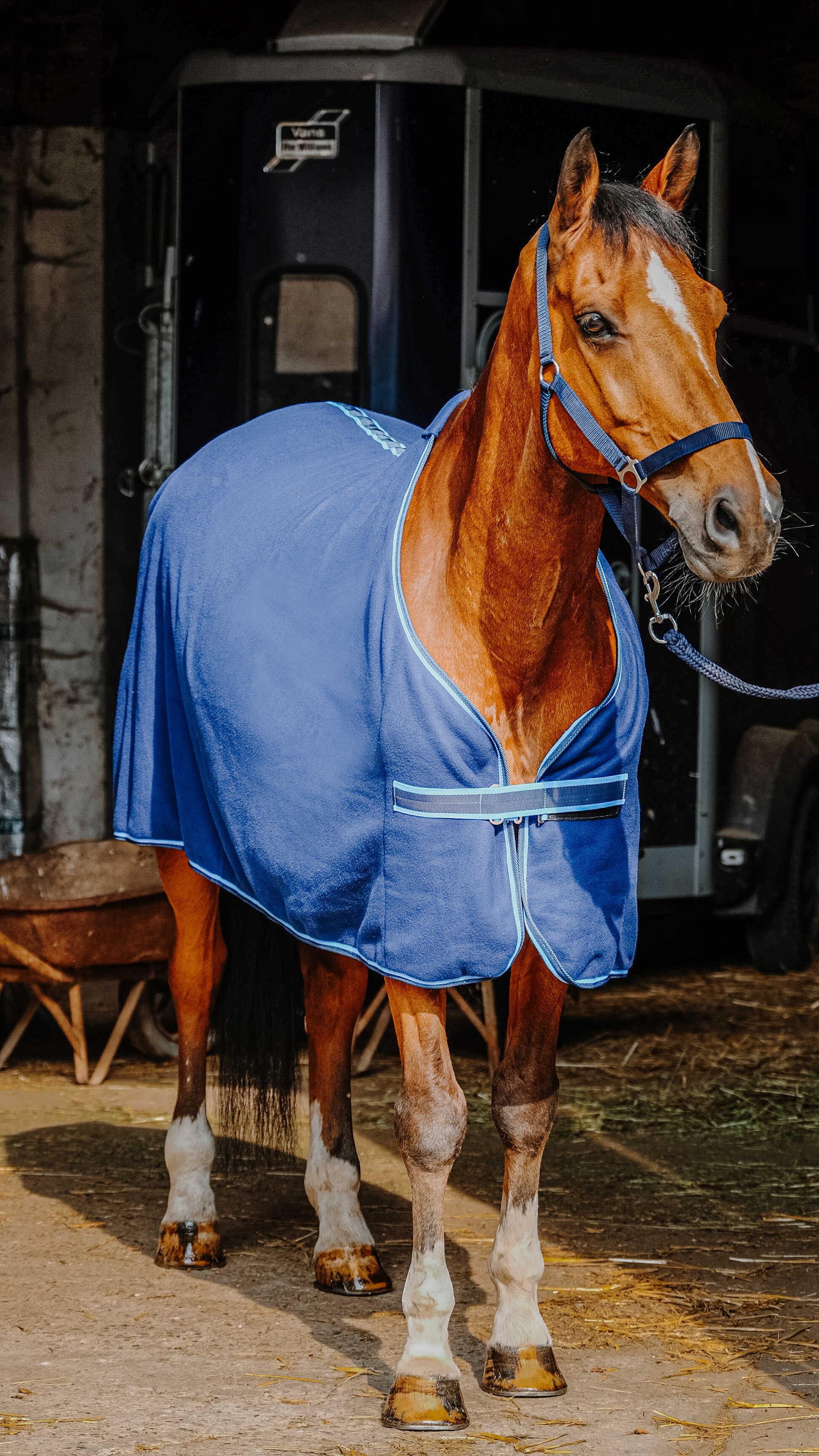 ست کامل اسب Riding World — 5