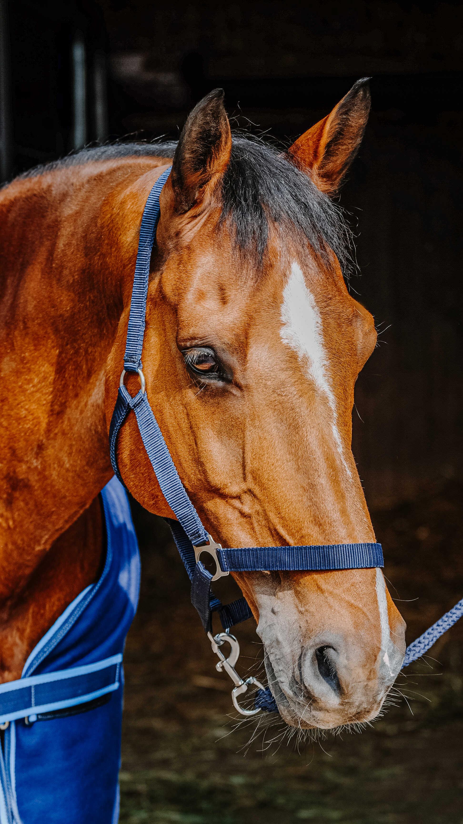 ست کامل اسب Riding World — 9