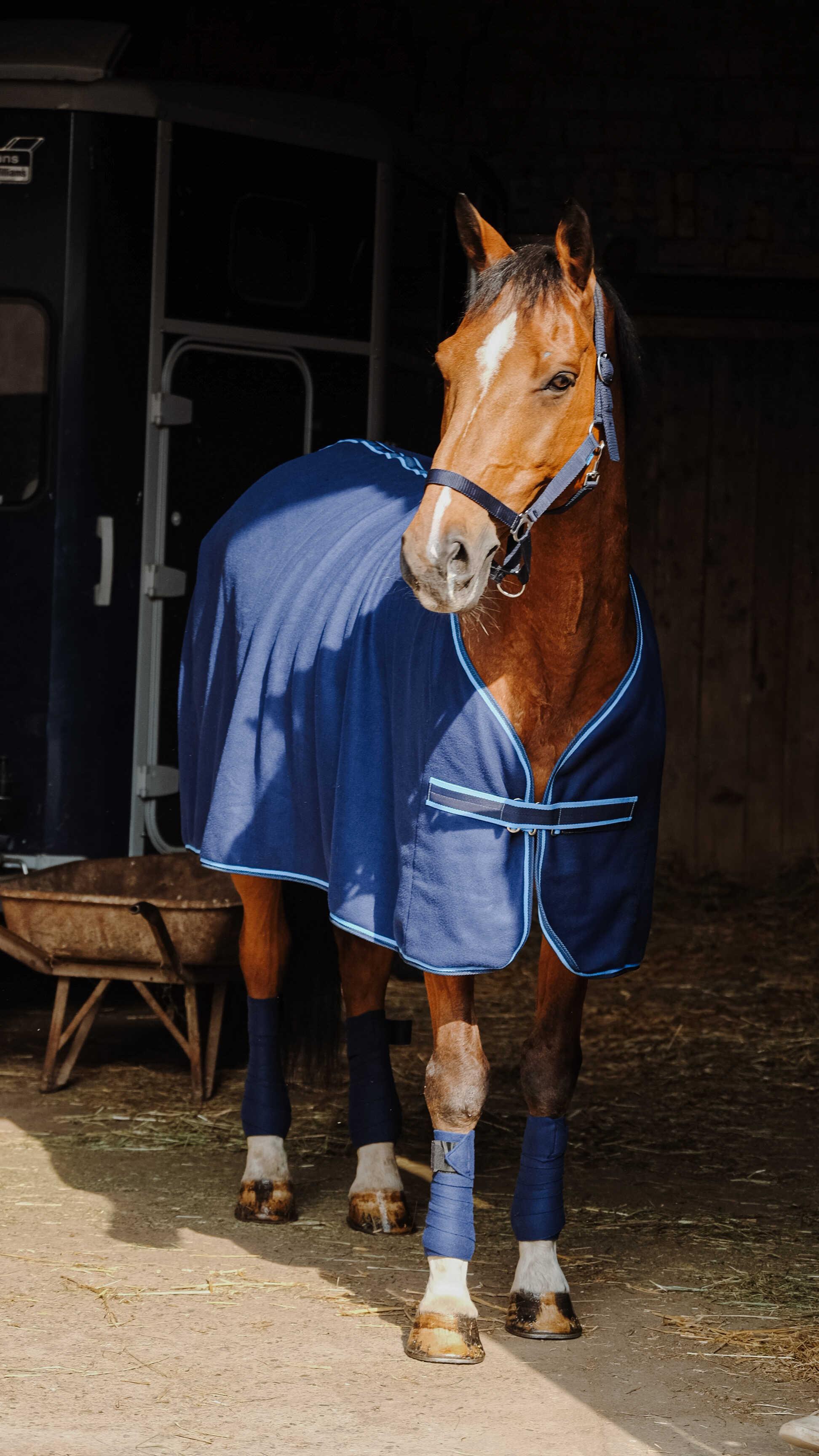 ست کامل اسب Riding World — 7