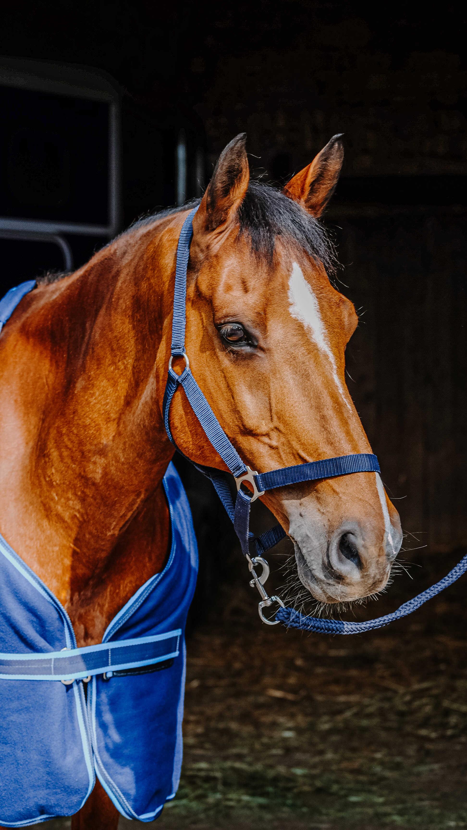 ست کامل اسب Riding World — 3