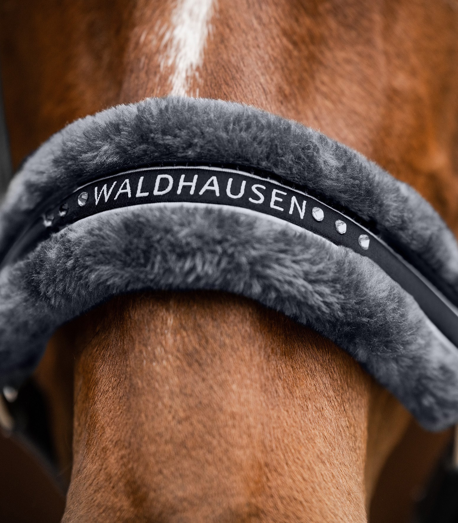 کله‌گی Waldhausen — 3