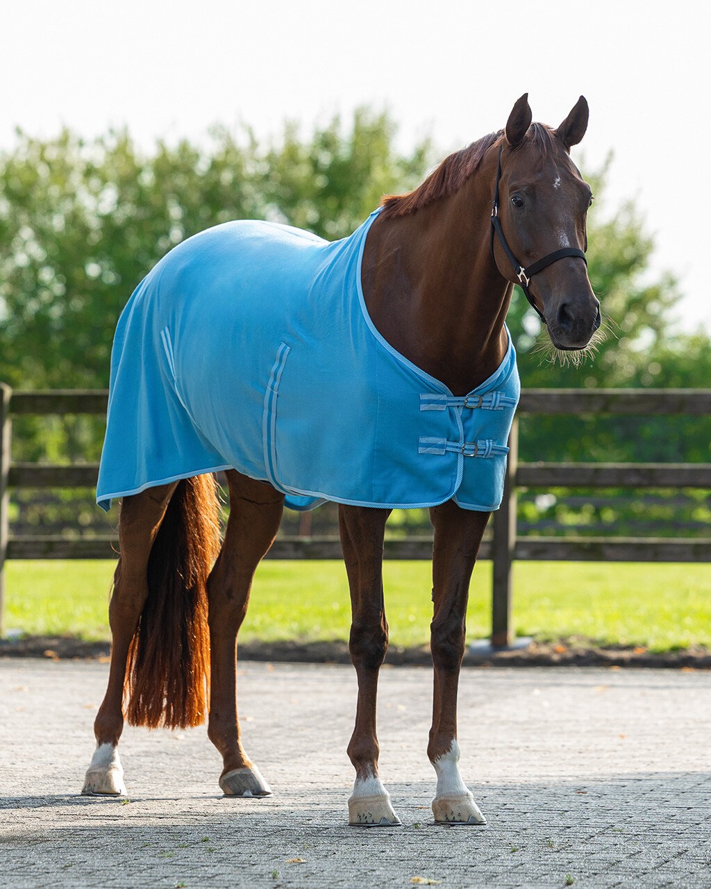 پتو اسب QHP مدل Polar Blanket — 6