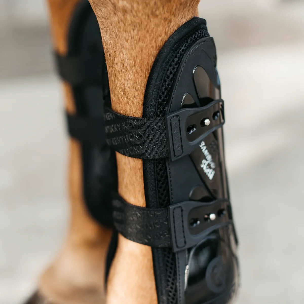 محافظ تاندون پای جلو اسب Kentucky — 10