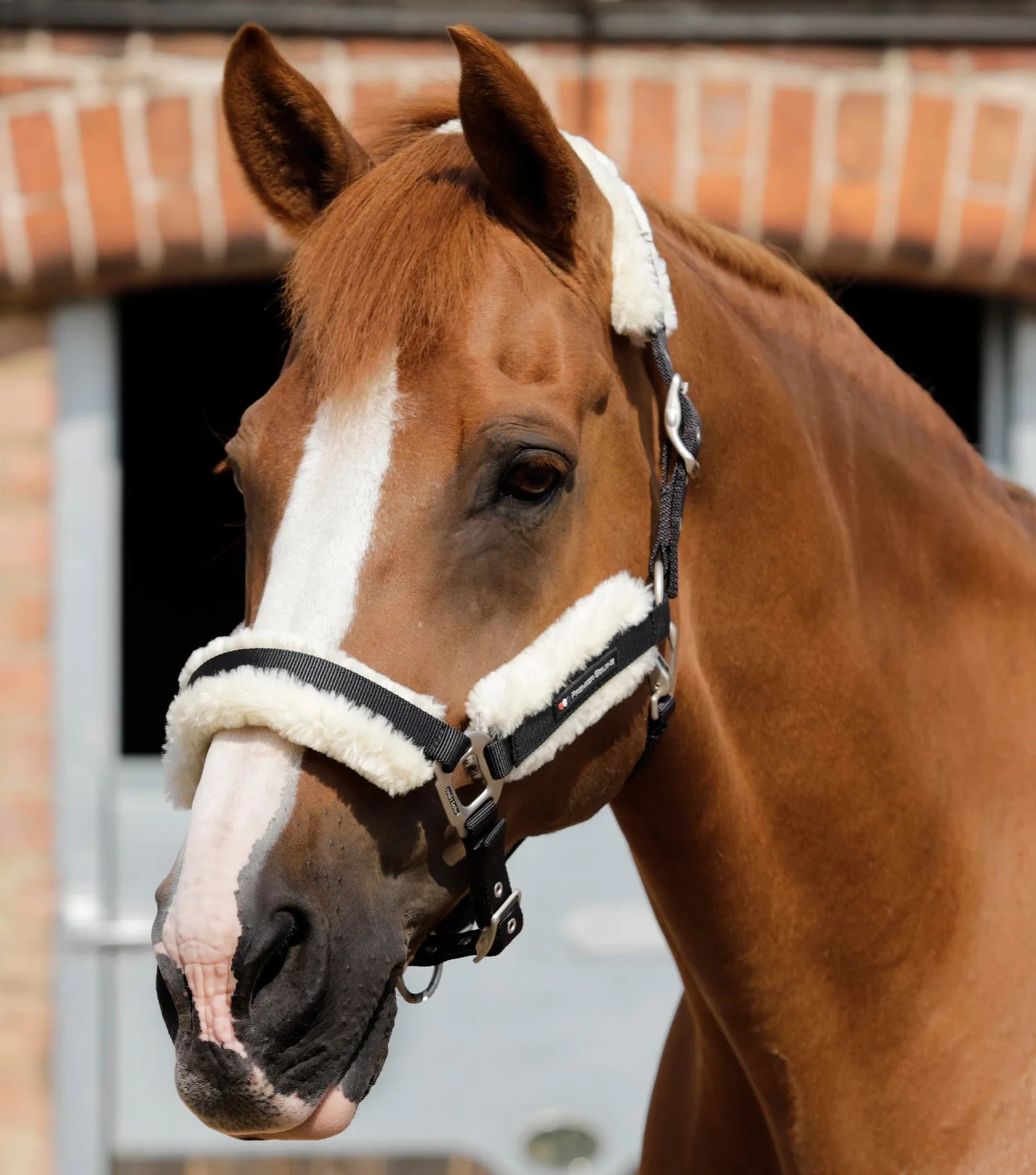 کلهگی اسب Premier Equine کد PE 6007 — 1