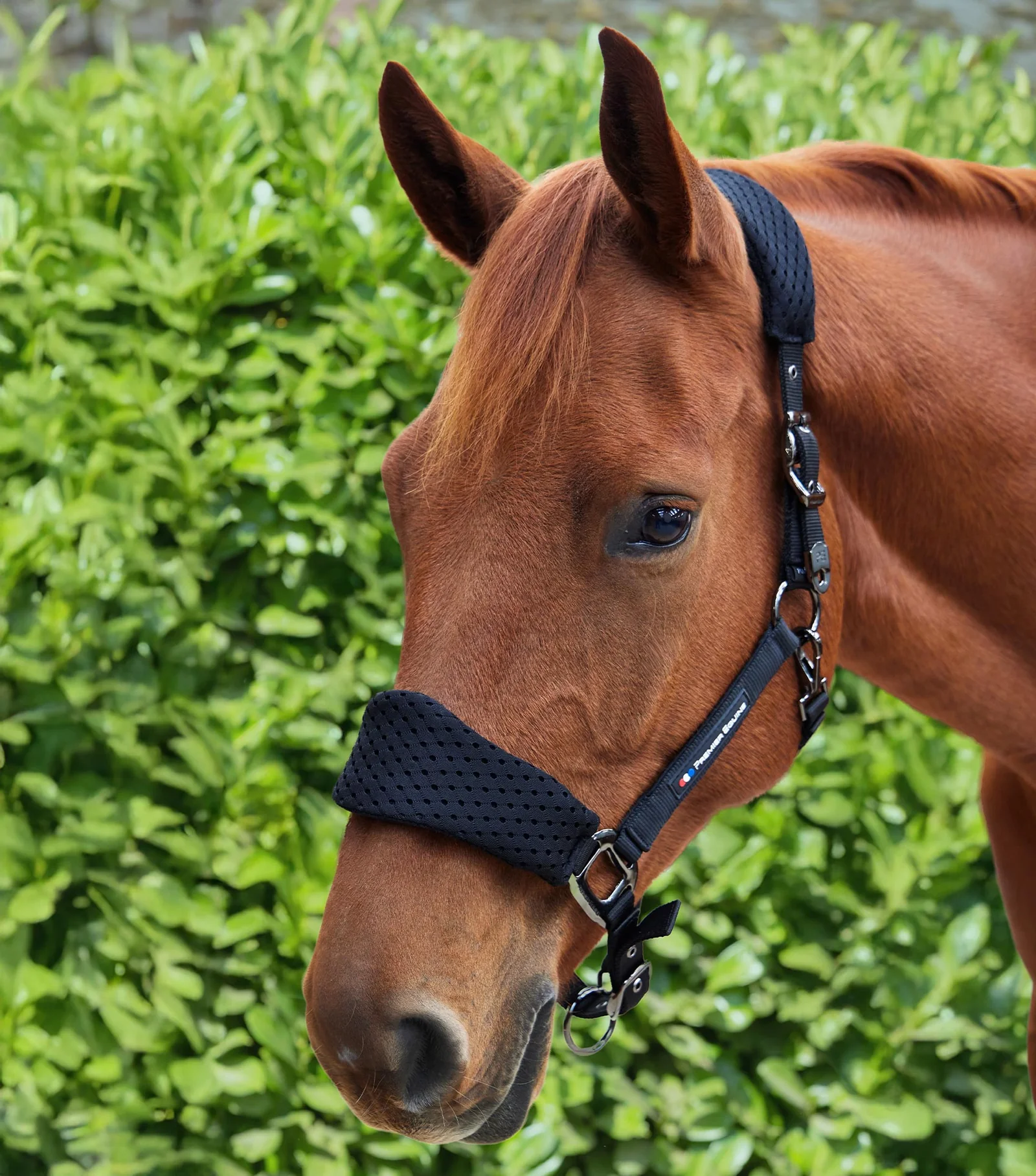 محصول Premier Equine کد PE 6152FBLK — 6