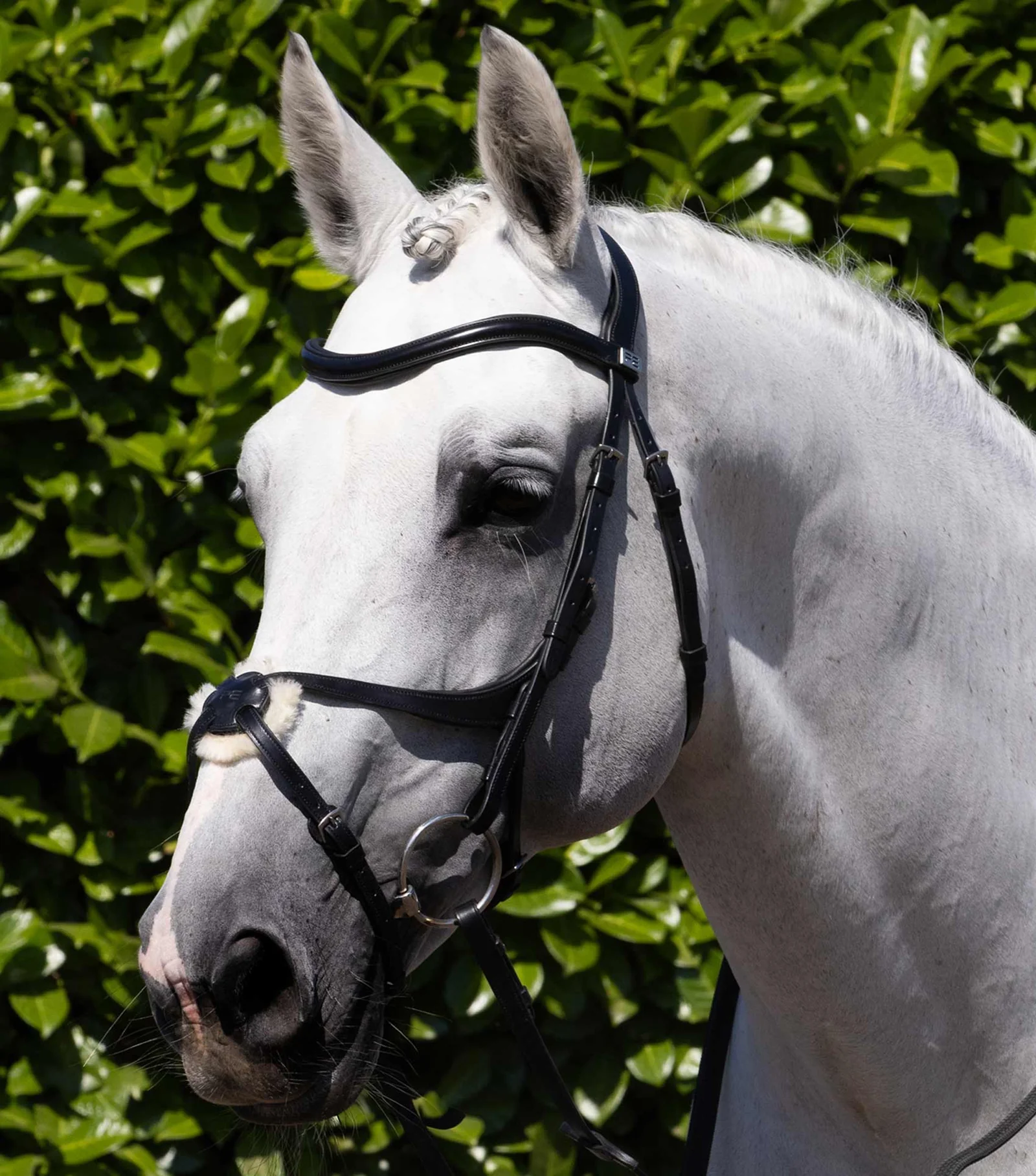 کلهگیر اسب Premier Equine کد PE 8016-FBLK — 1