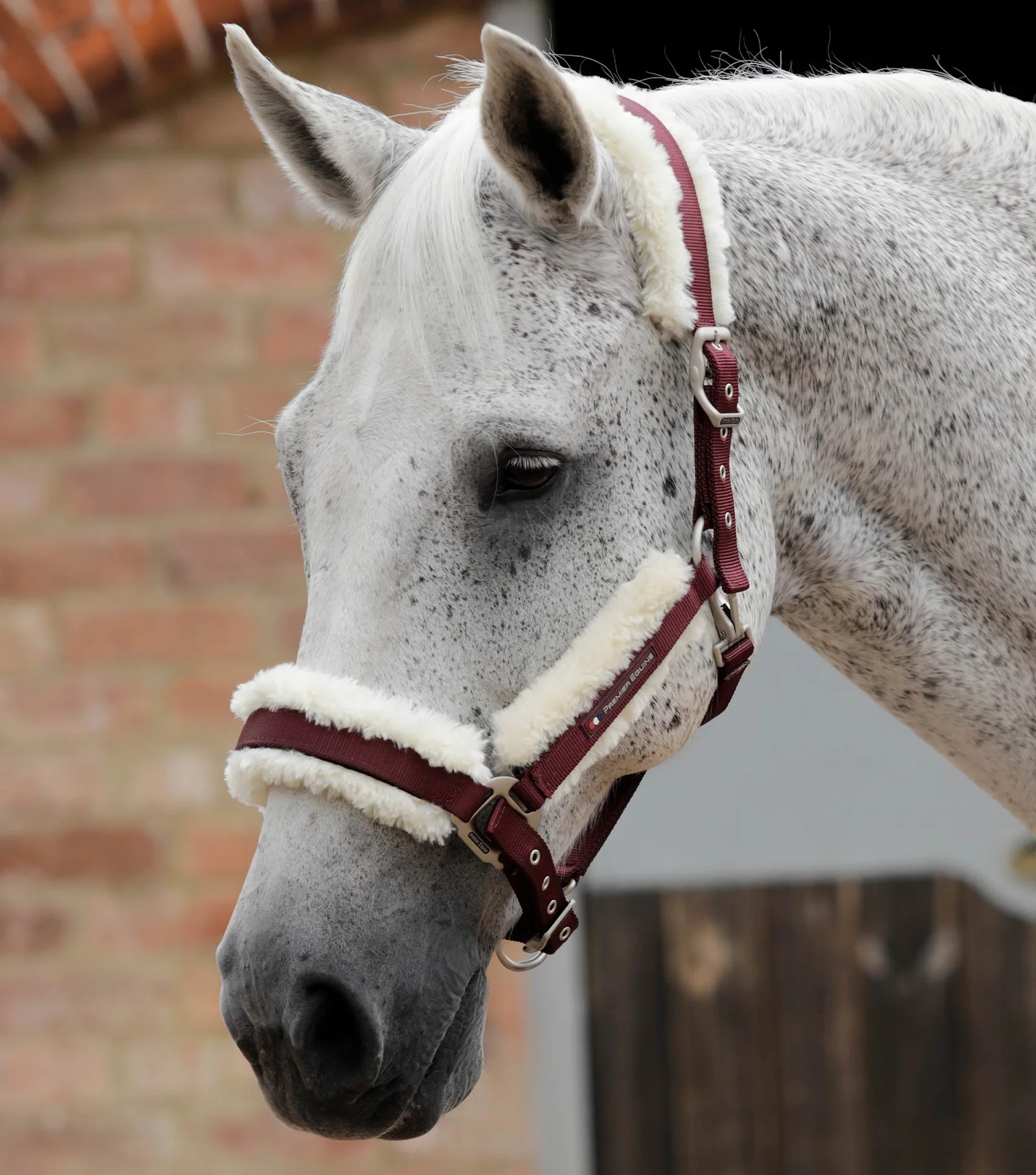 کلهگی اسب Premier Equine — 1