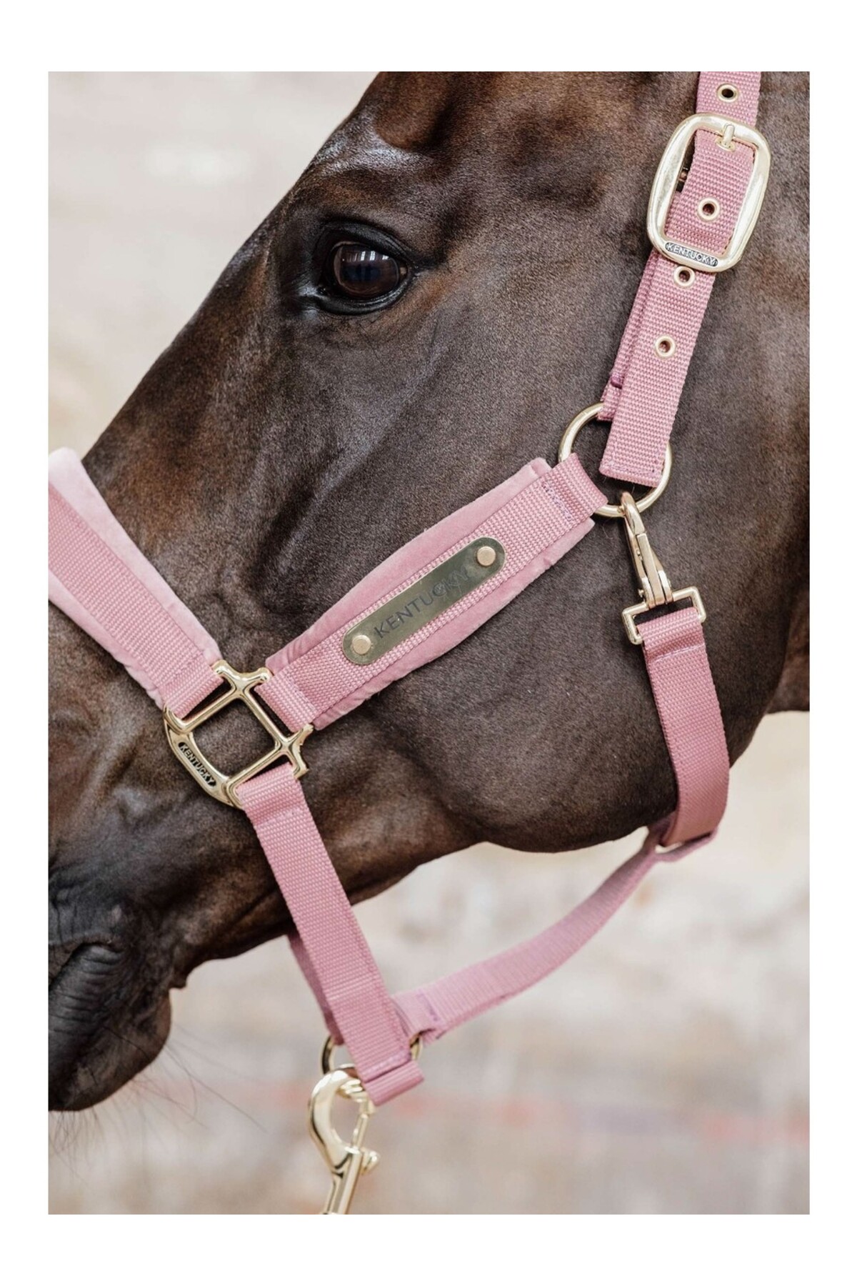 کلهگی مخملی اسب KENTUCKY HORSEWEAR Velvet — 4