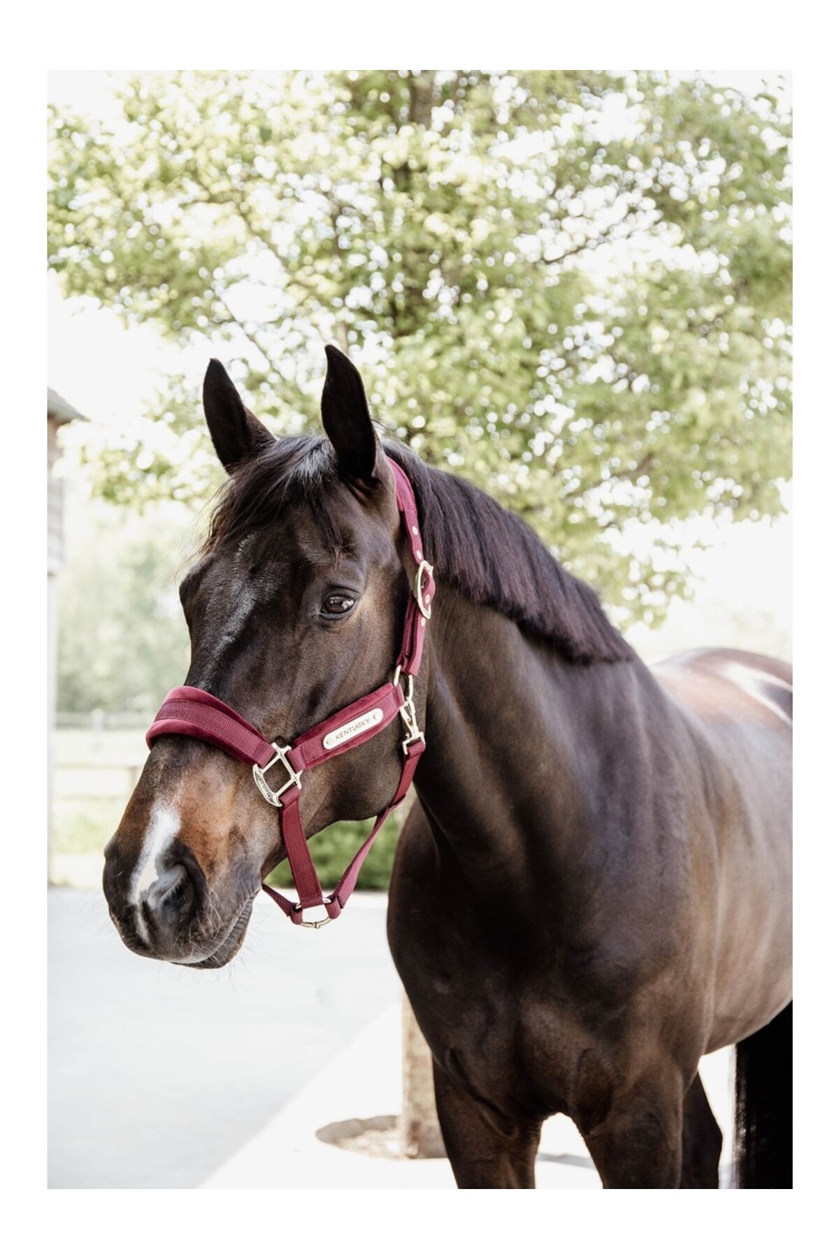 کلهگی اسب KENTUCKY HORSEWEAR مدل Velvet — 2