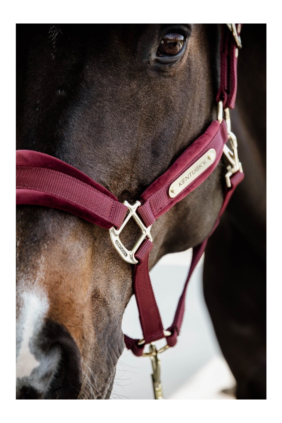 کلهگی اسب KENTUCKY HORSEWEAR مدل Velvet — 3