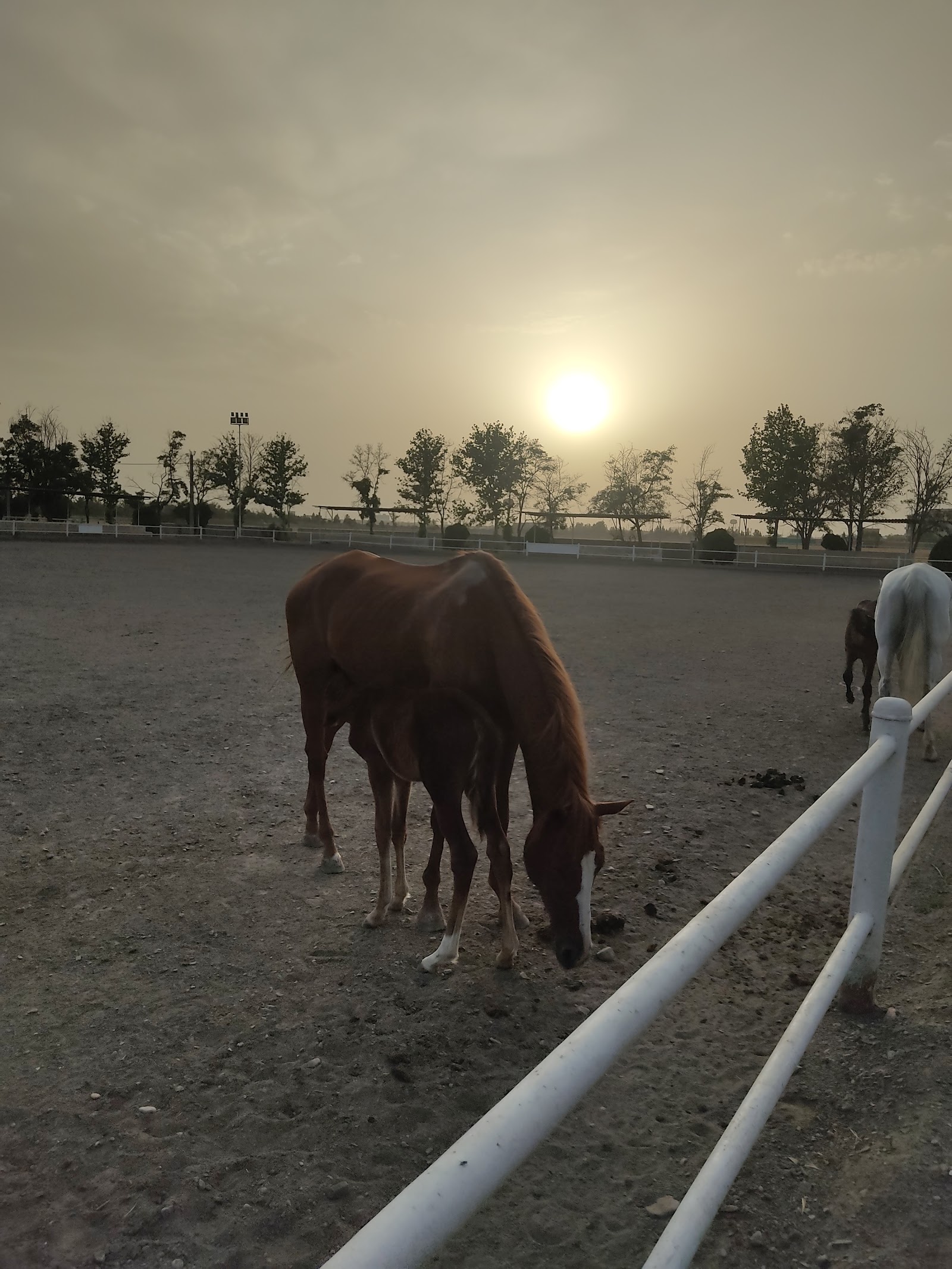 Ferdowsi Equestrian Club& exir ponyclub — باشگاه