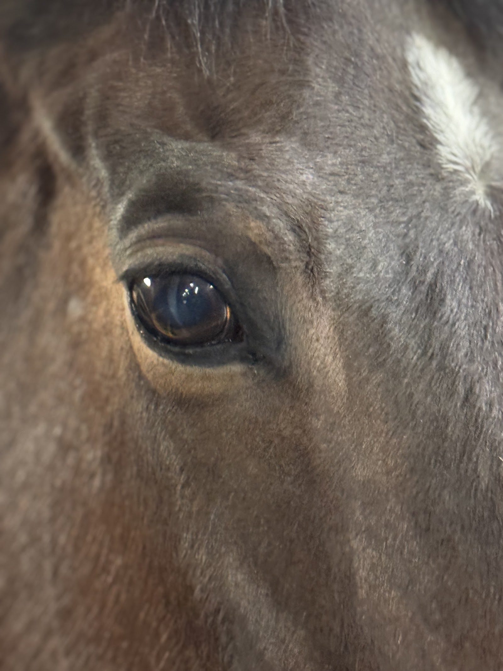 Ferdowsi Equestrian Club& exir ponyclub — باشگاه
