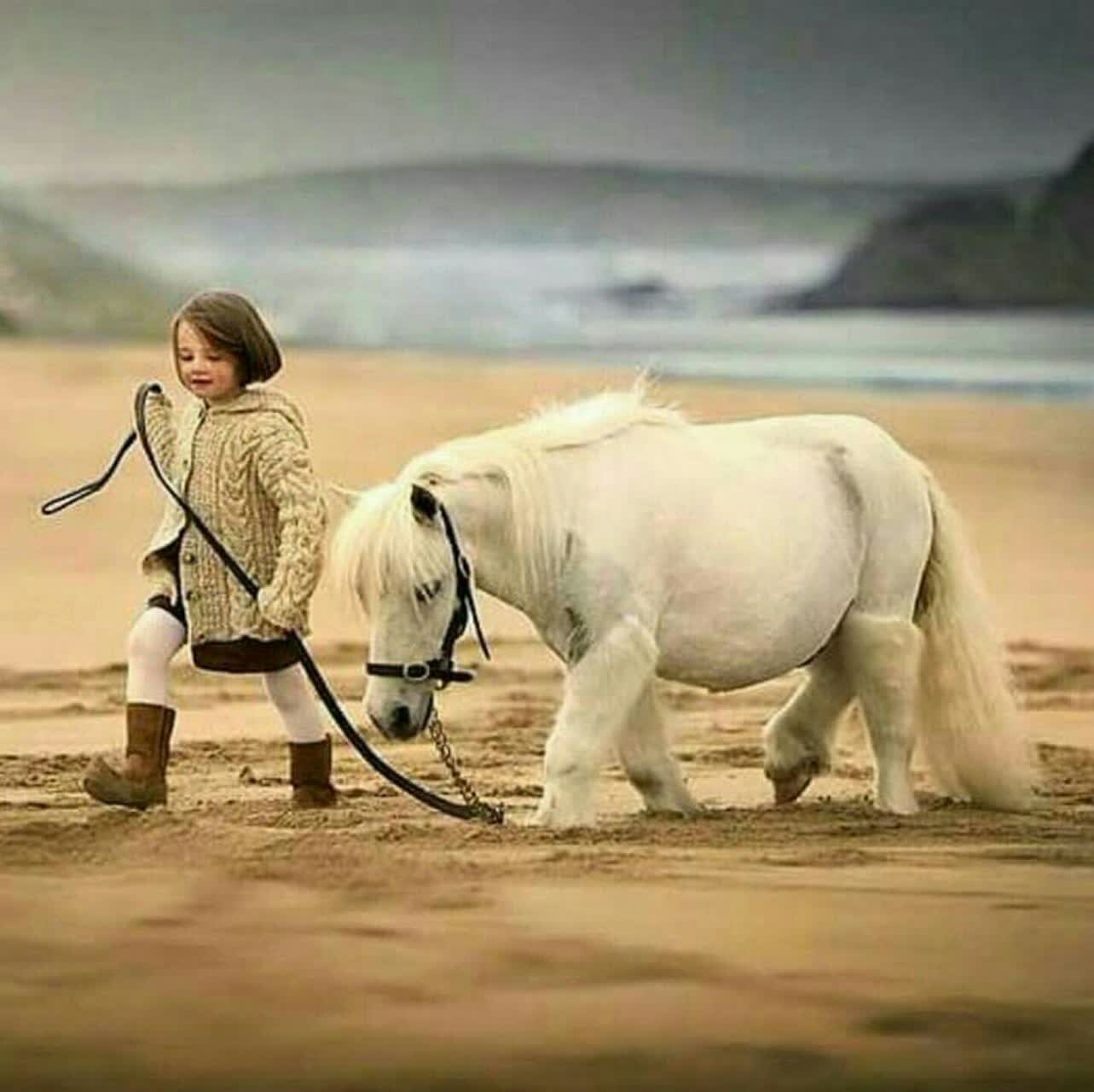 RakhshAra Horse Riding — باشگاه