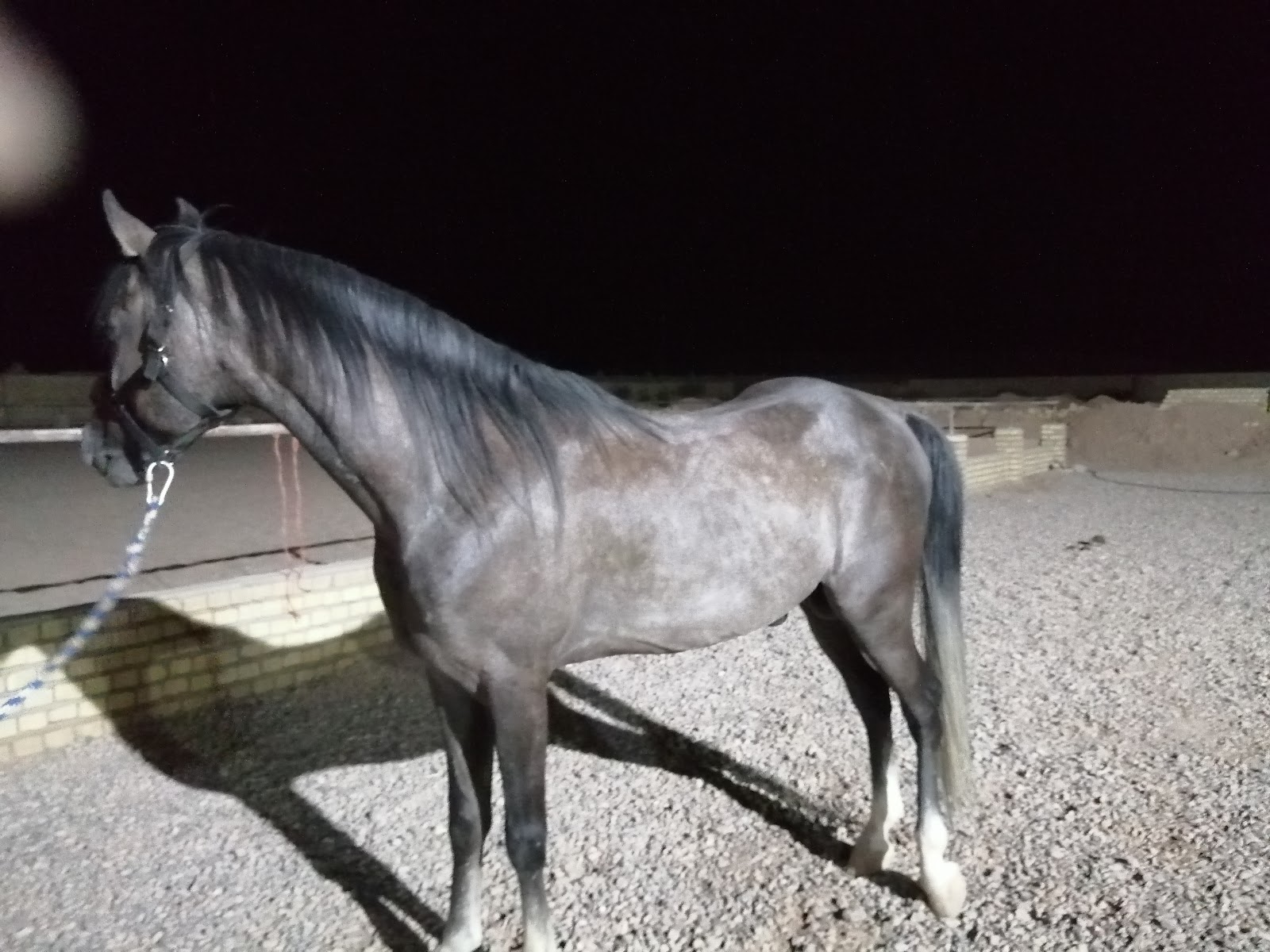 RakhshAra Horse Riding — باشگاه
