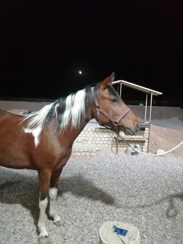 RakhshAra Horse Riding — باشگاه