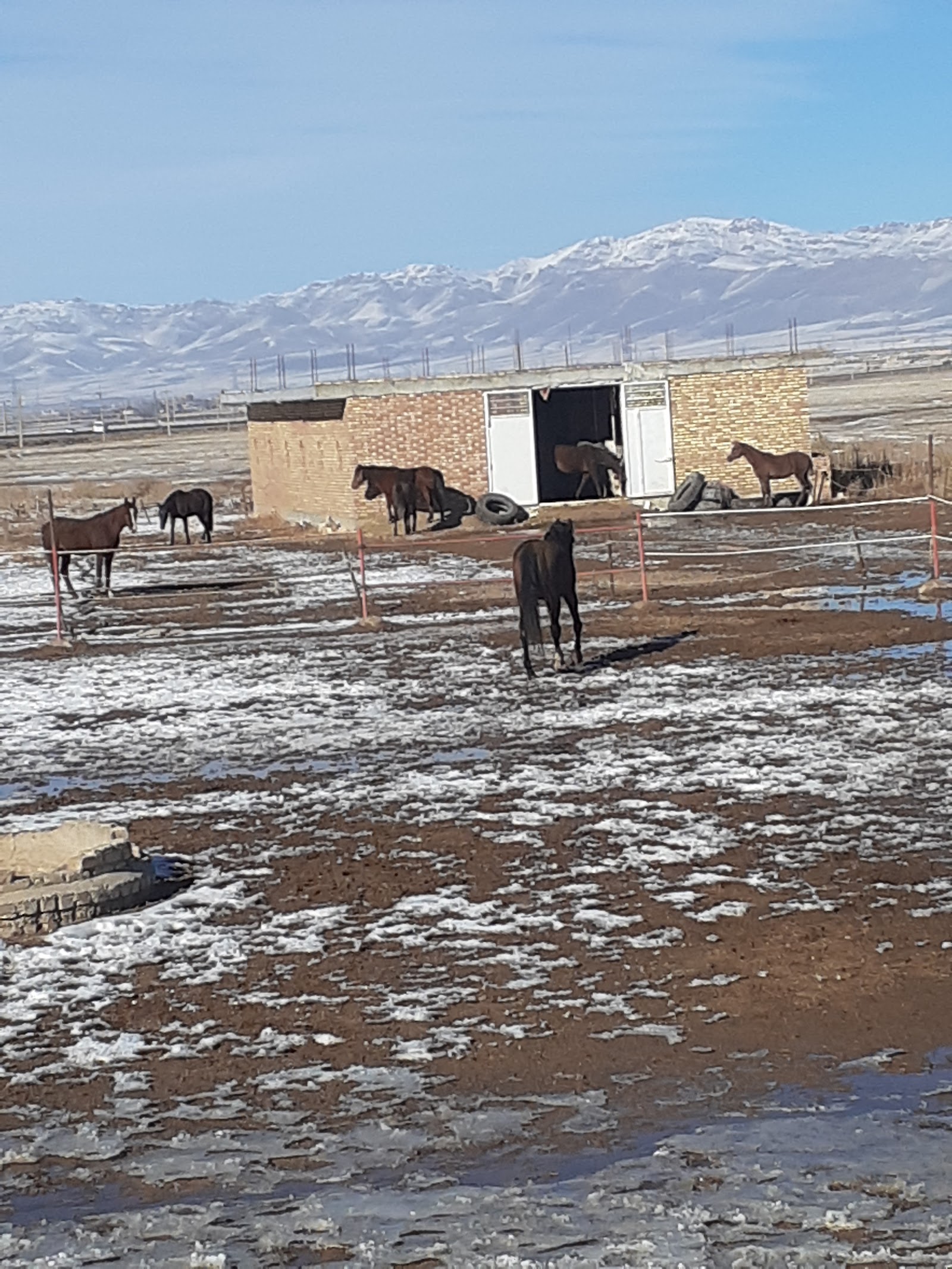 مجموعه سوارکاری فارهه — باشگاه
