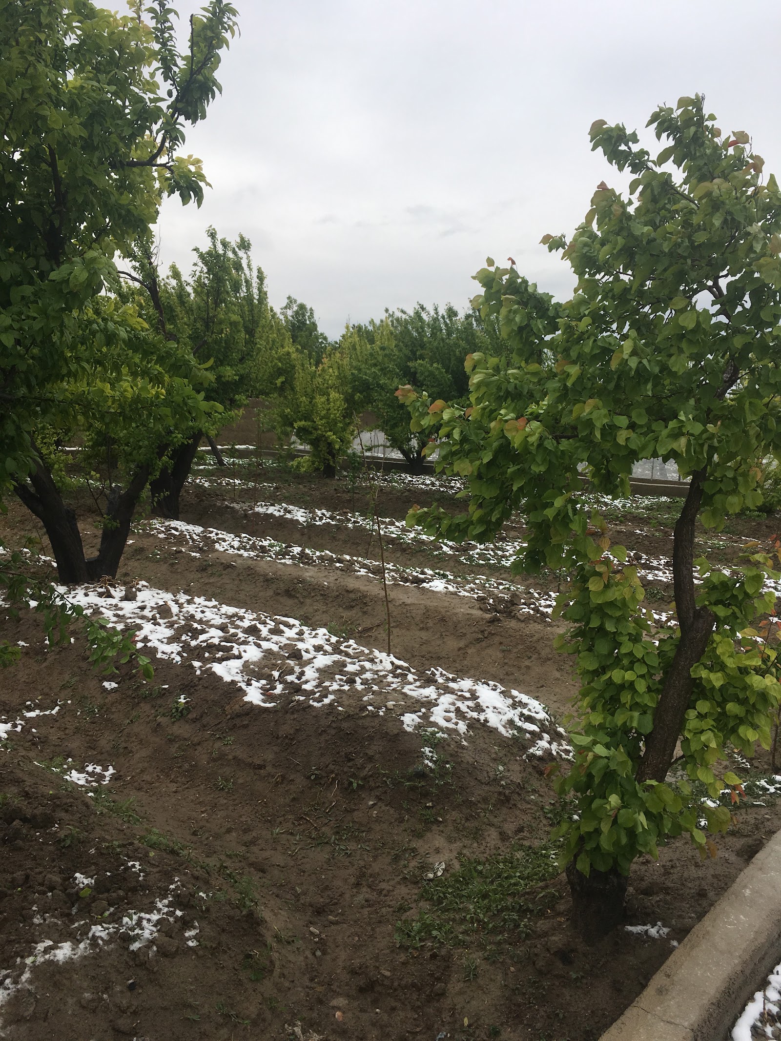 سوارکاری نامدارشاه — باشگاه