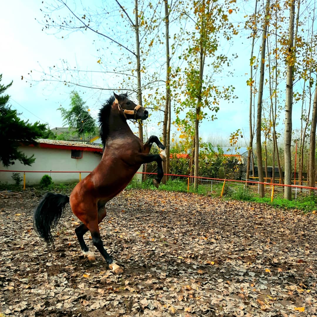 باشگاه سوارکاری سهند. SAHAND equestrian club — باشگاه