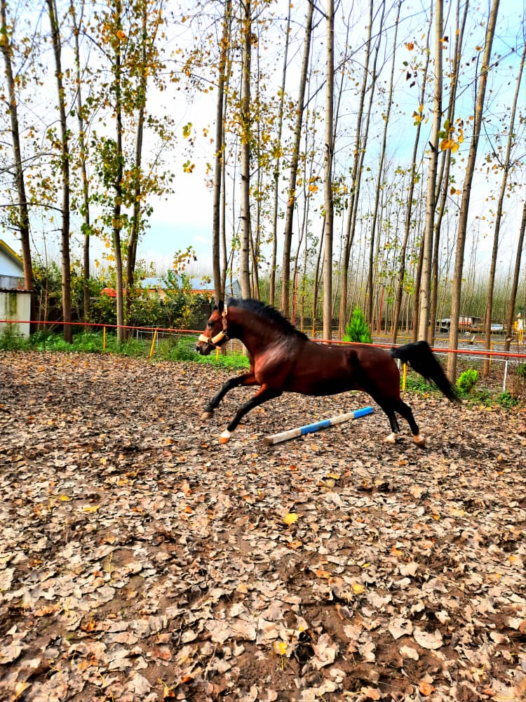 باشگاه سوارکاری سهند. SAHAND equestrian club — باشگاه