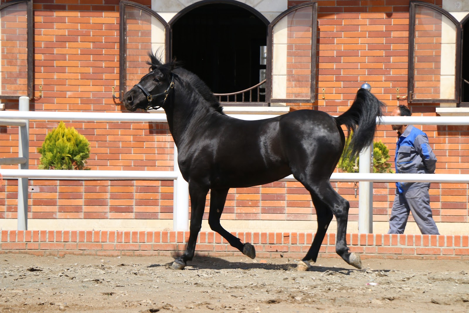 mountain horse club — باشگاه