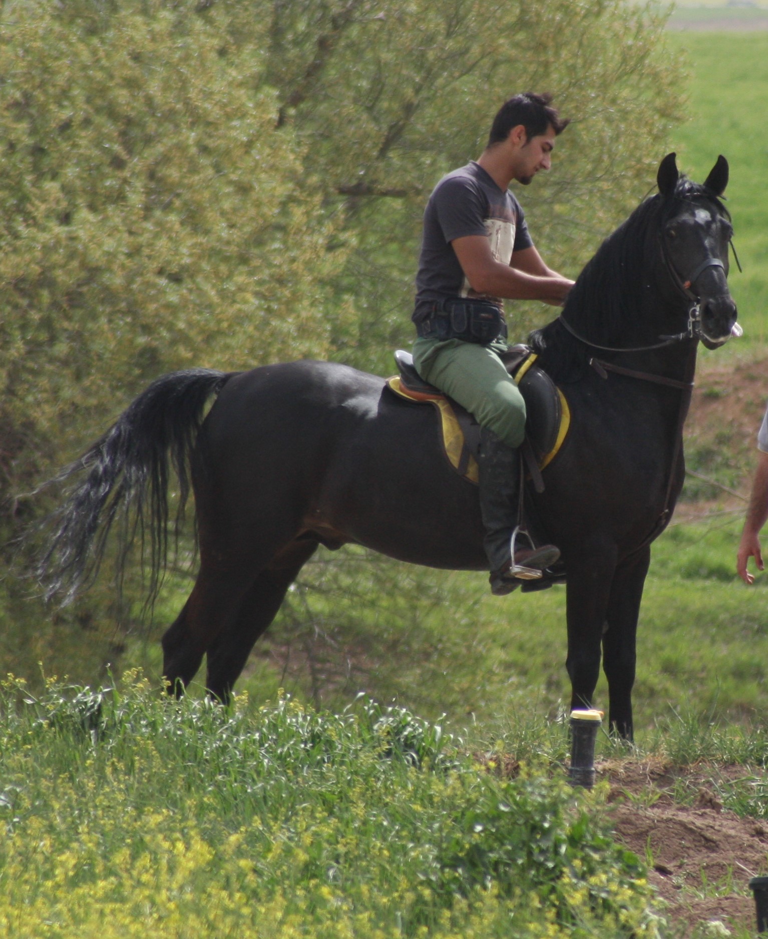 mountain horse club — باشگاه