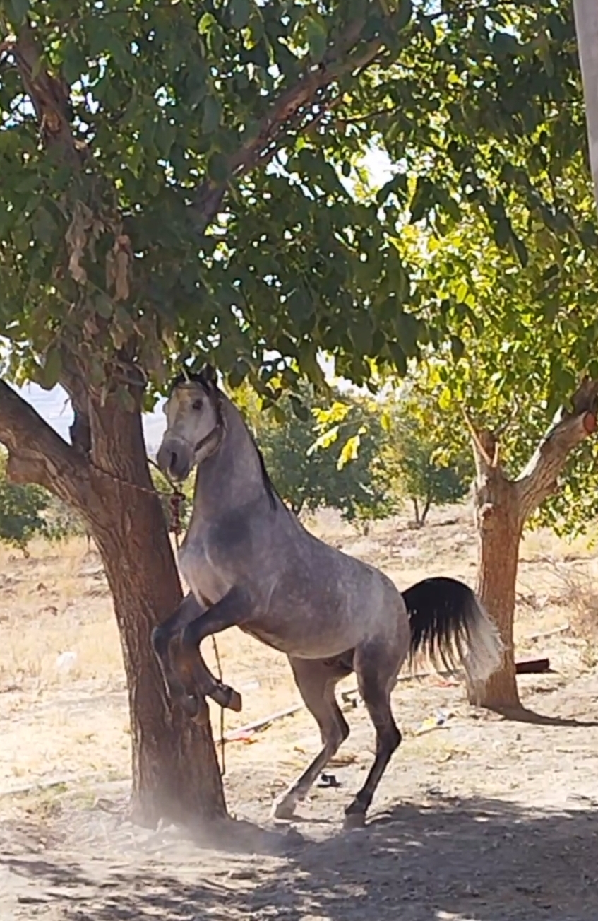 باشگاه سوارکاری جانان — باشگاه
