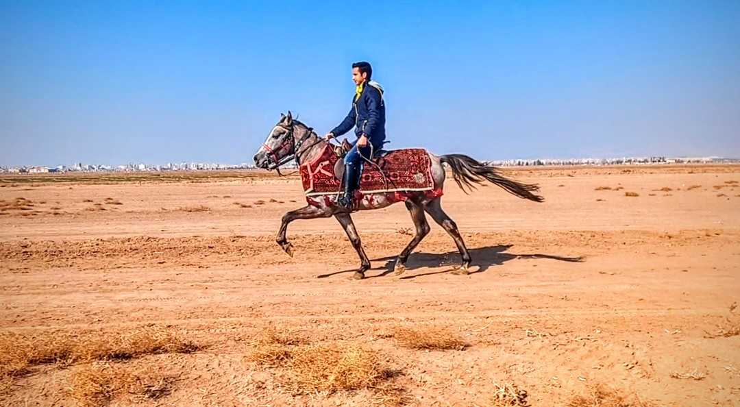 پیست اسب دوانی یورغه نیشابور — باشگاه