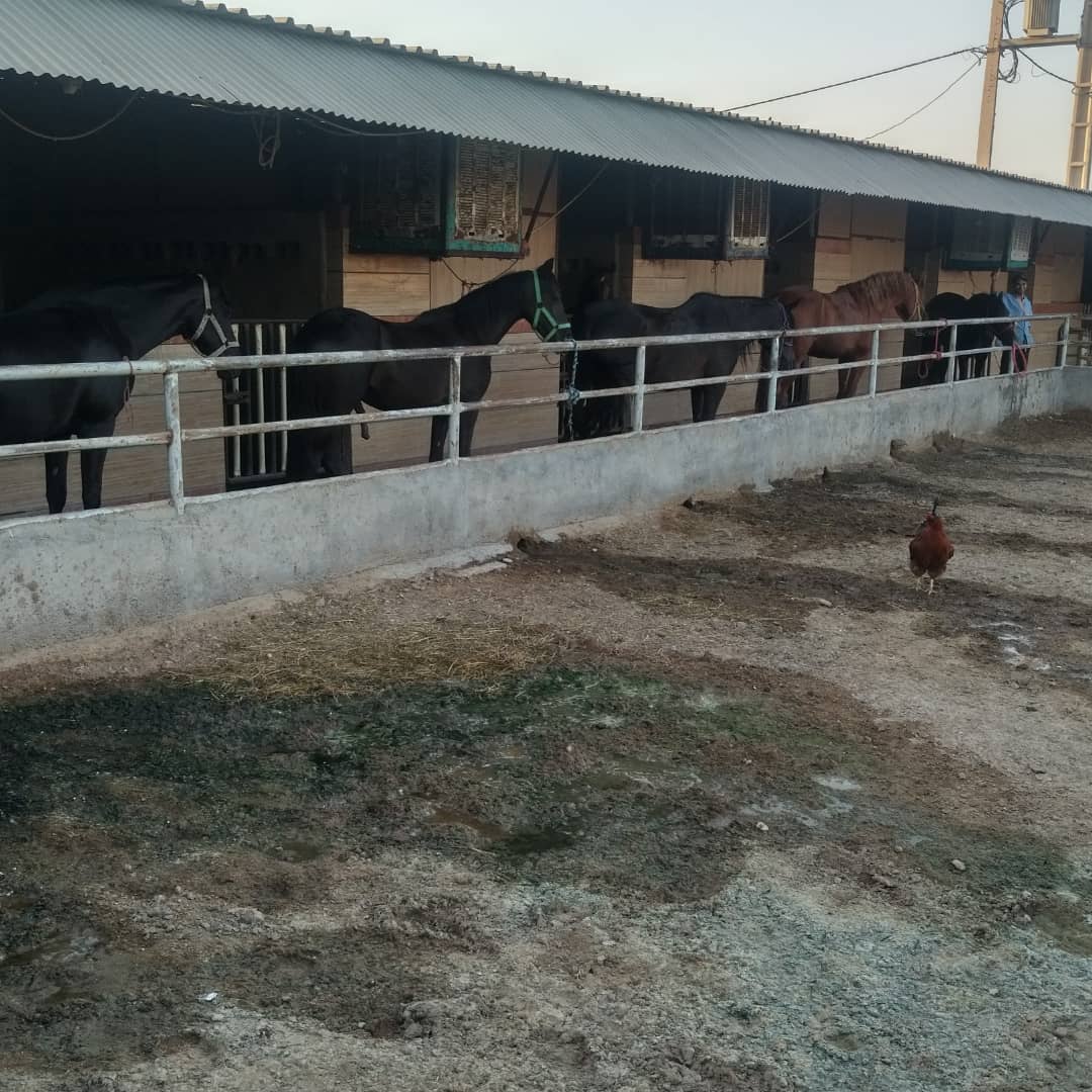باشگاه سوارکاری بهزادی — باشگاه