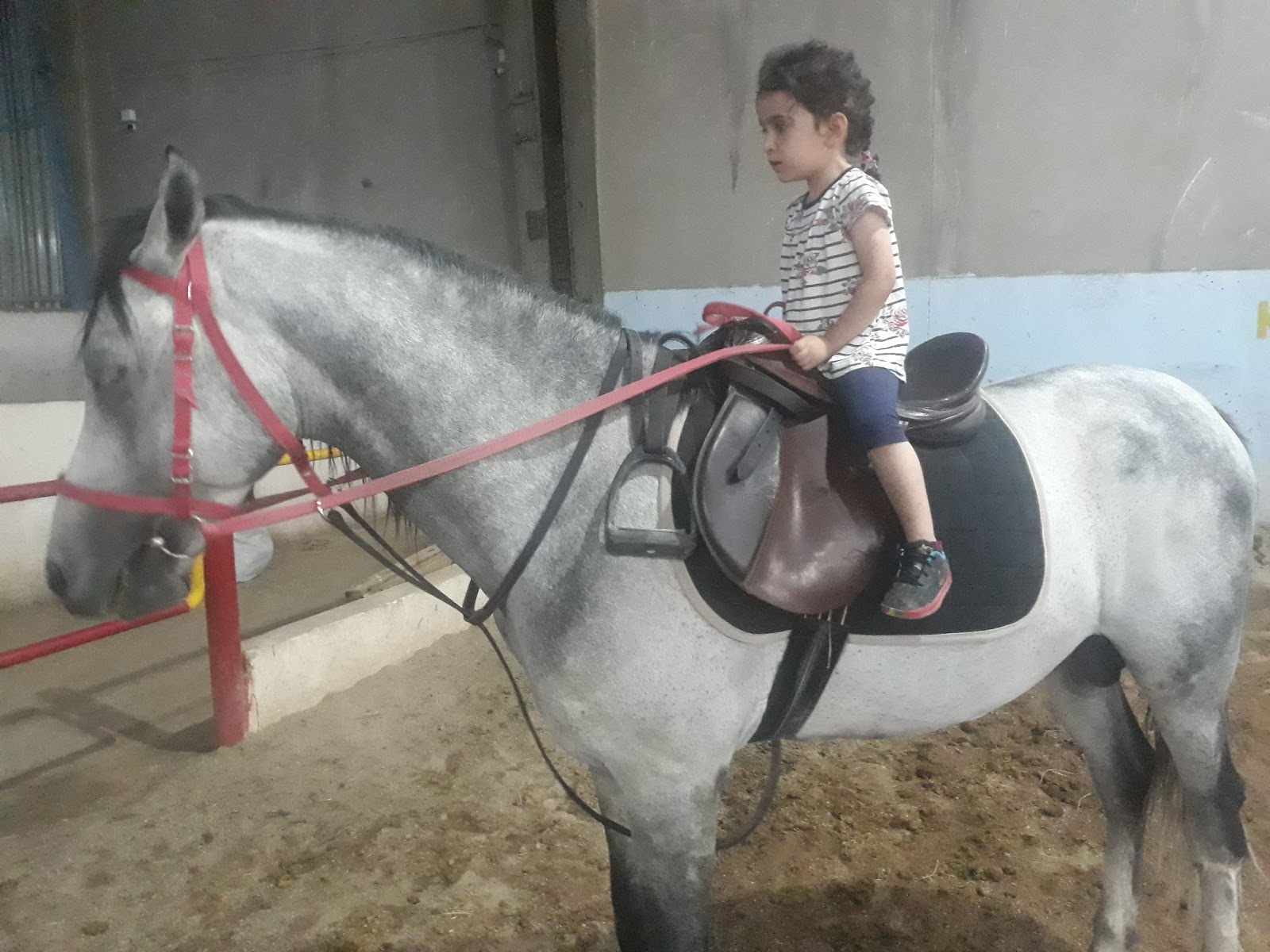 باشگاه سوارکاری بردیا — باشگاه