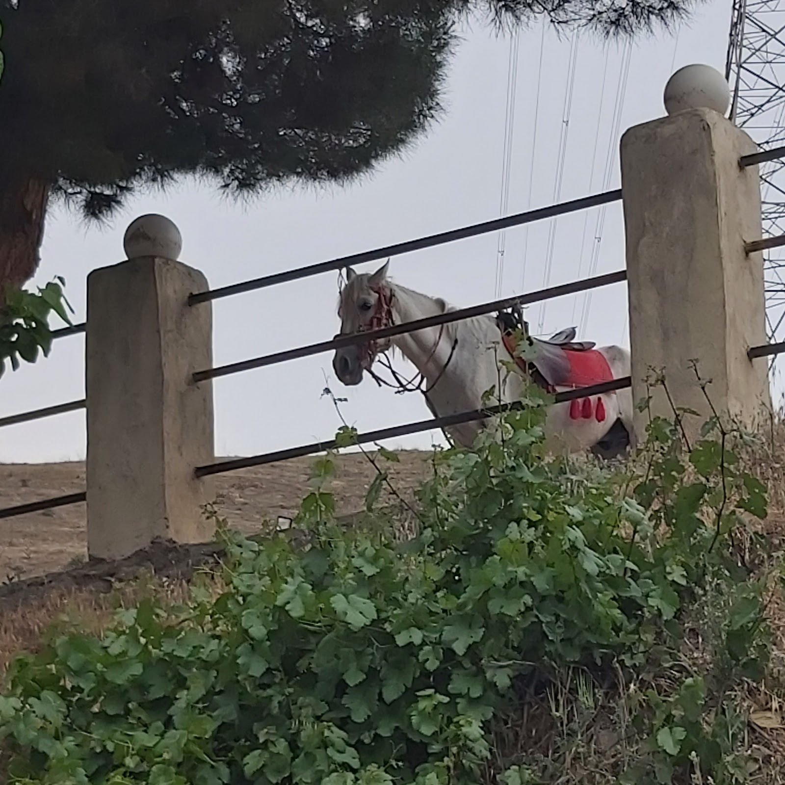 باشگاه سوارکاری گلاب — باشگاه