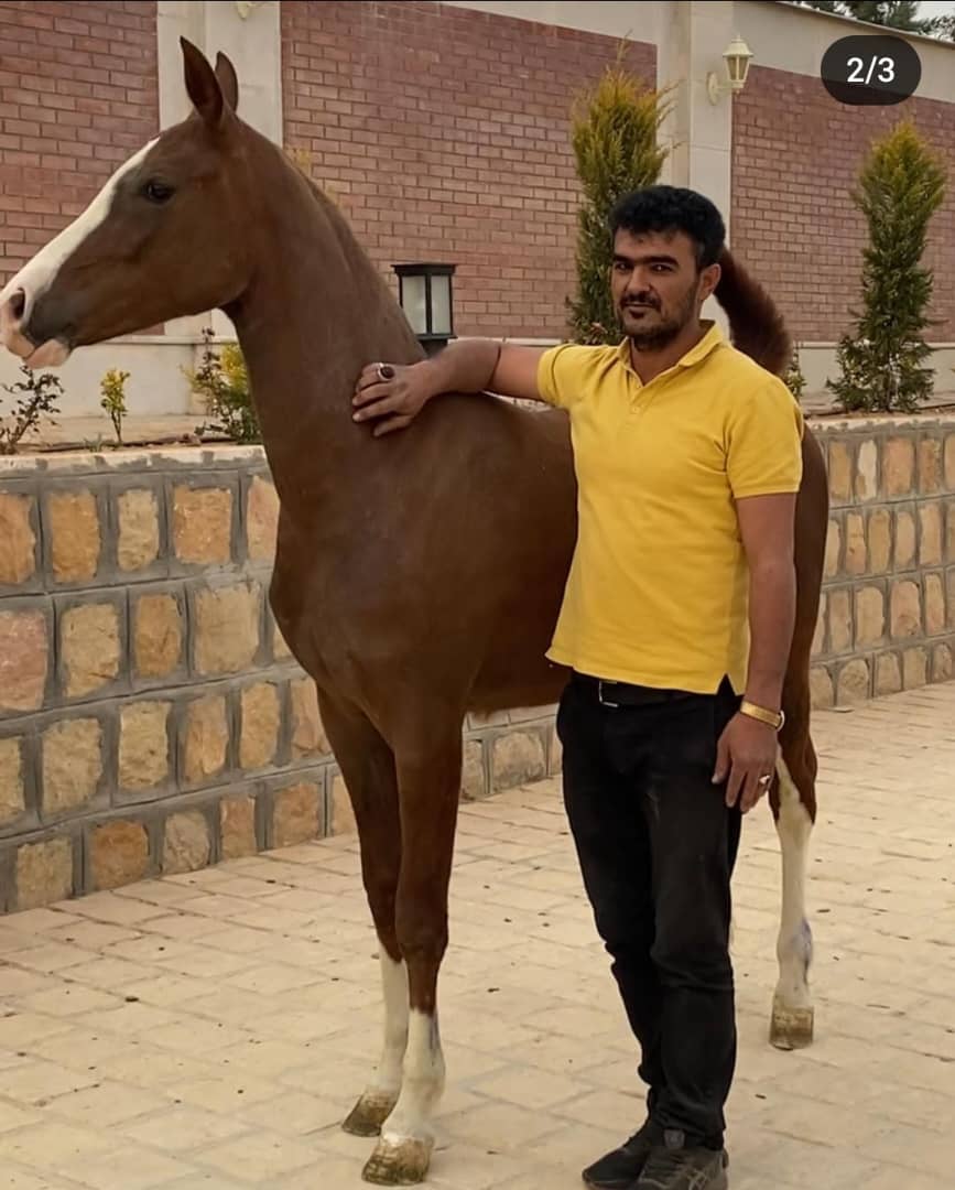 باشگاه سوارکاری و پرورش اسب پارتاک — باشگاه