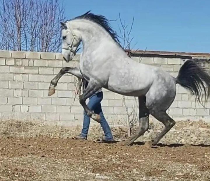 باشگاه سوارکاری و پرورش اسب پارتاک — باشگاه