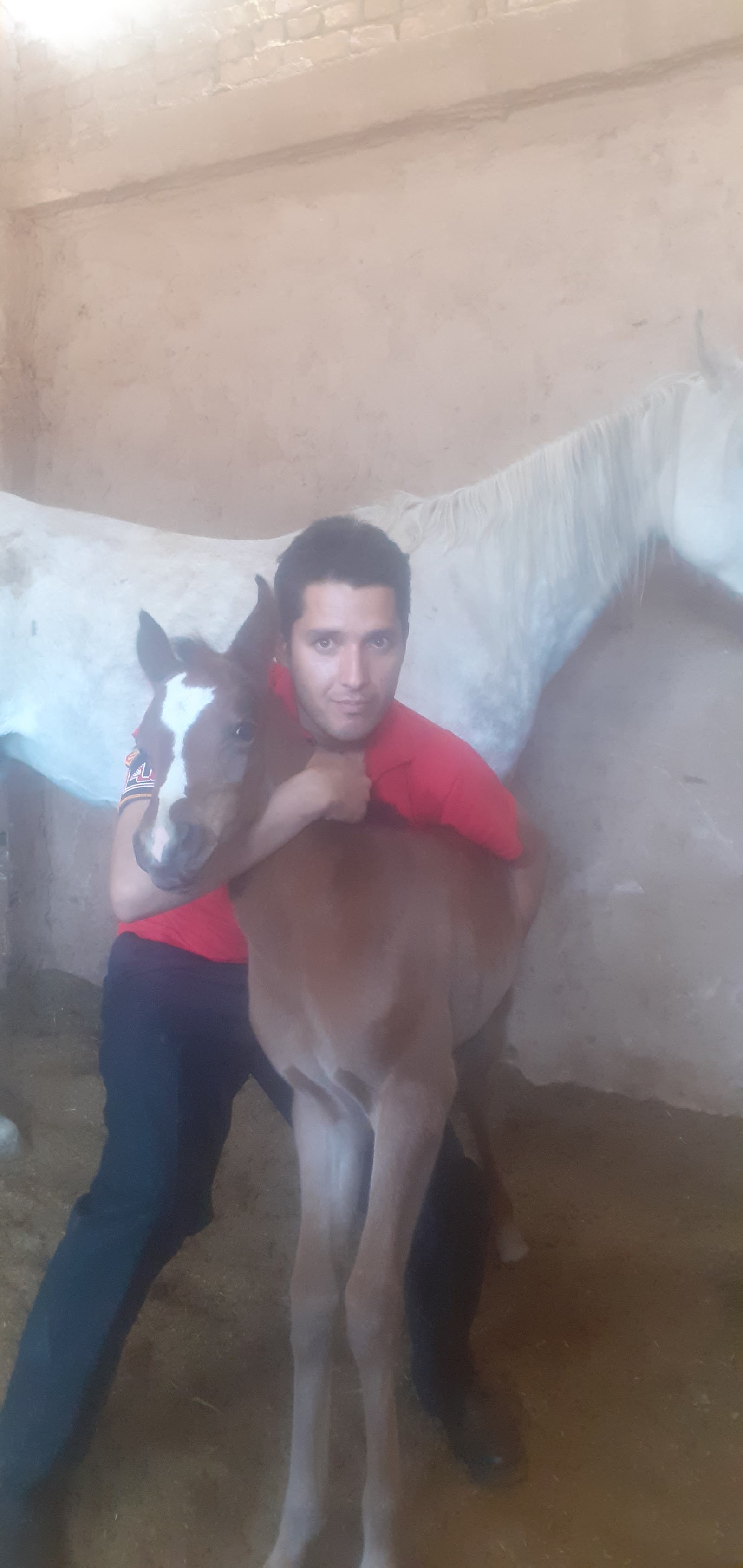 باشگاه سوارکاری سیلوانا — باشگاه