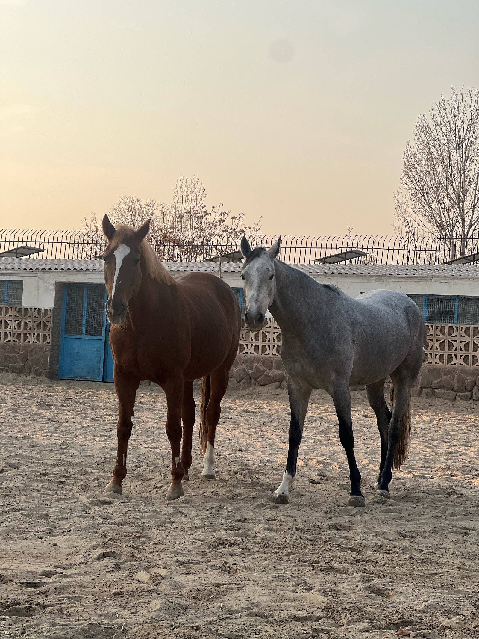 باشگاه سوارکاری ستاره کردان — باشگاه